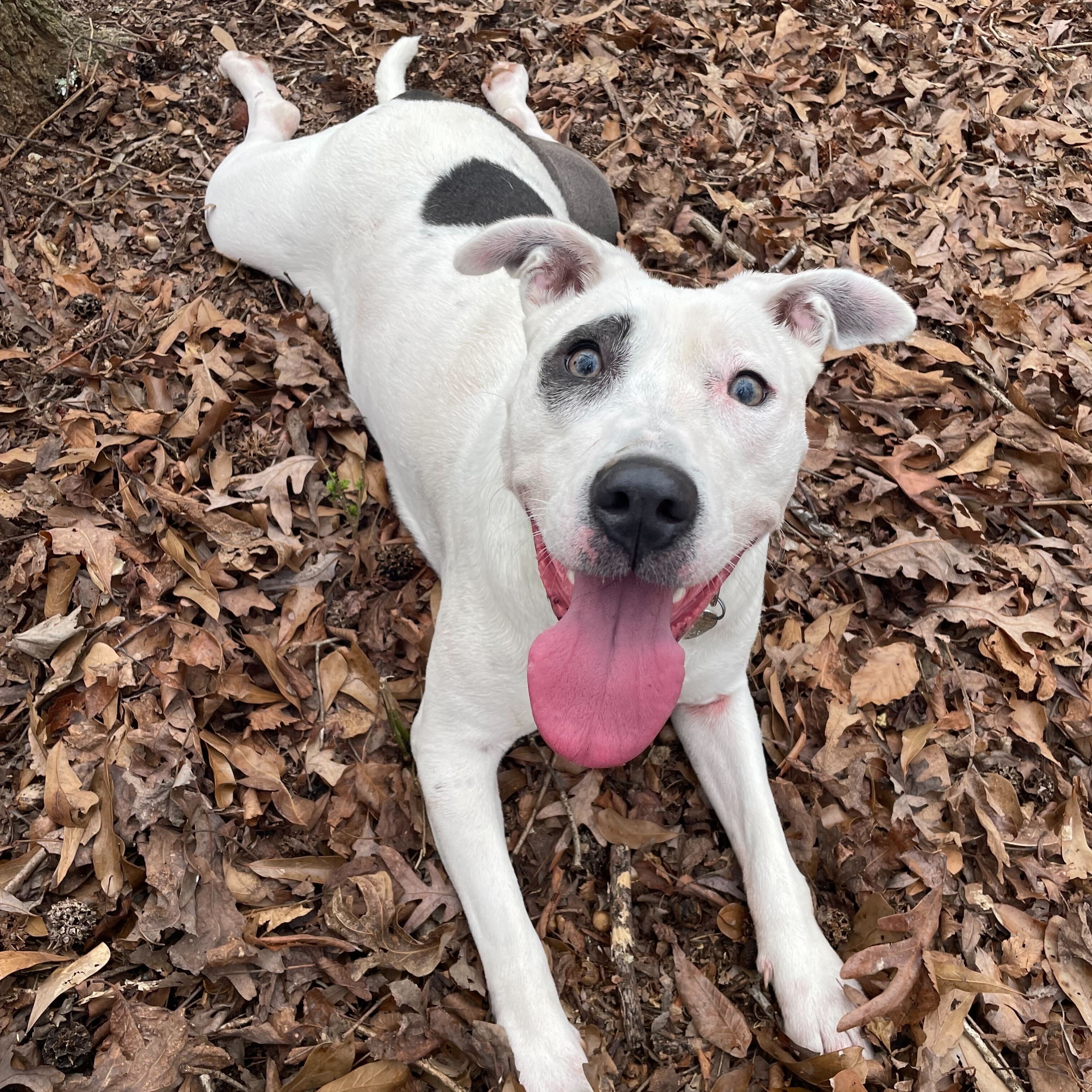 Panda, Adoptable, Adult Female Mixed Breed.