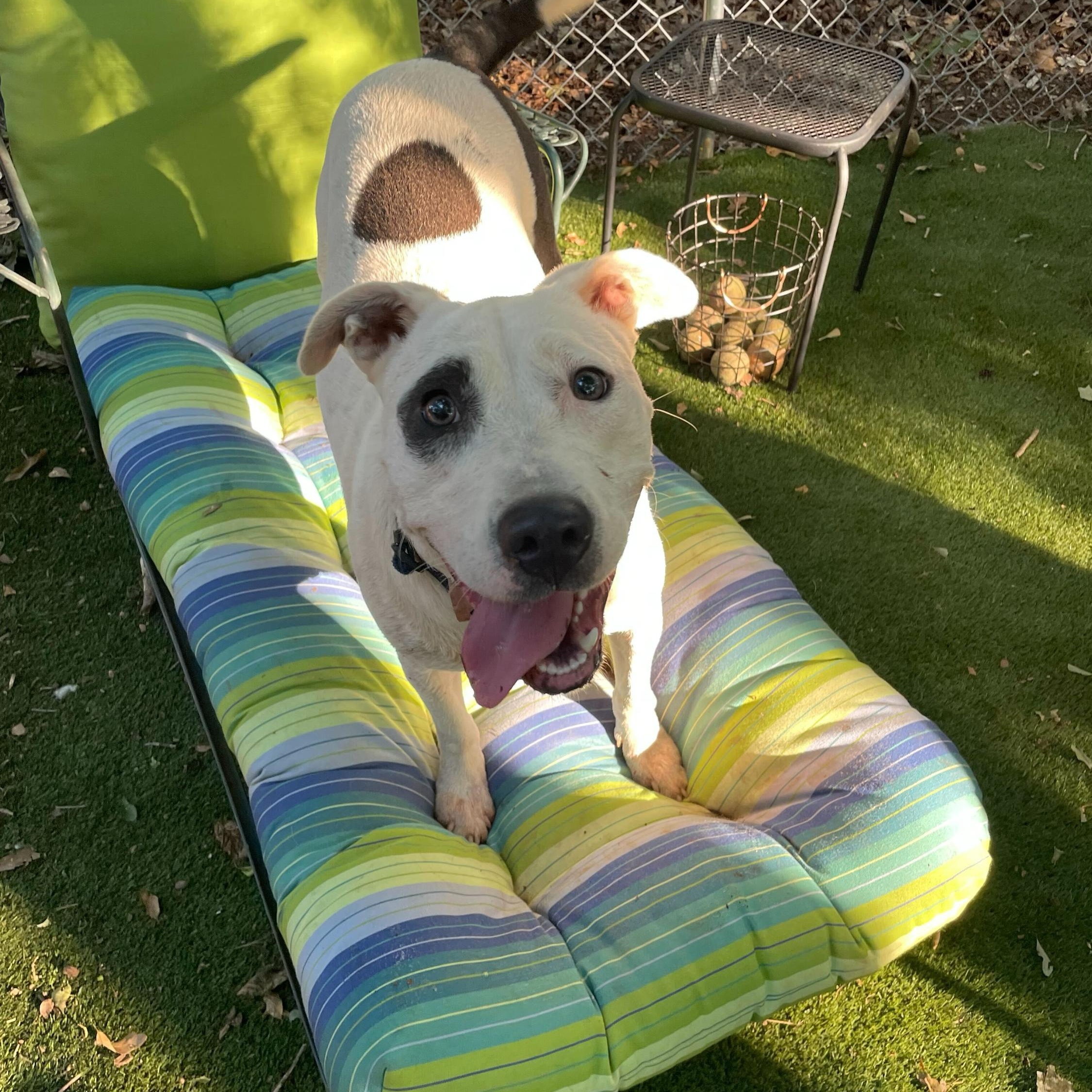 Enlarge Panda, a Adoptable Mixed Breed in Anderson , SC image 2/6