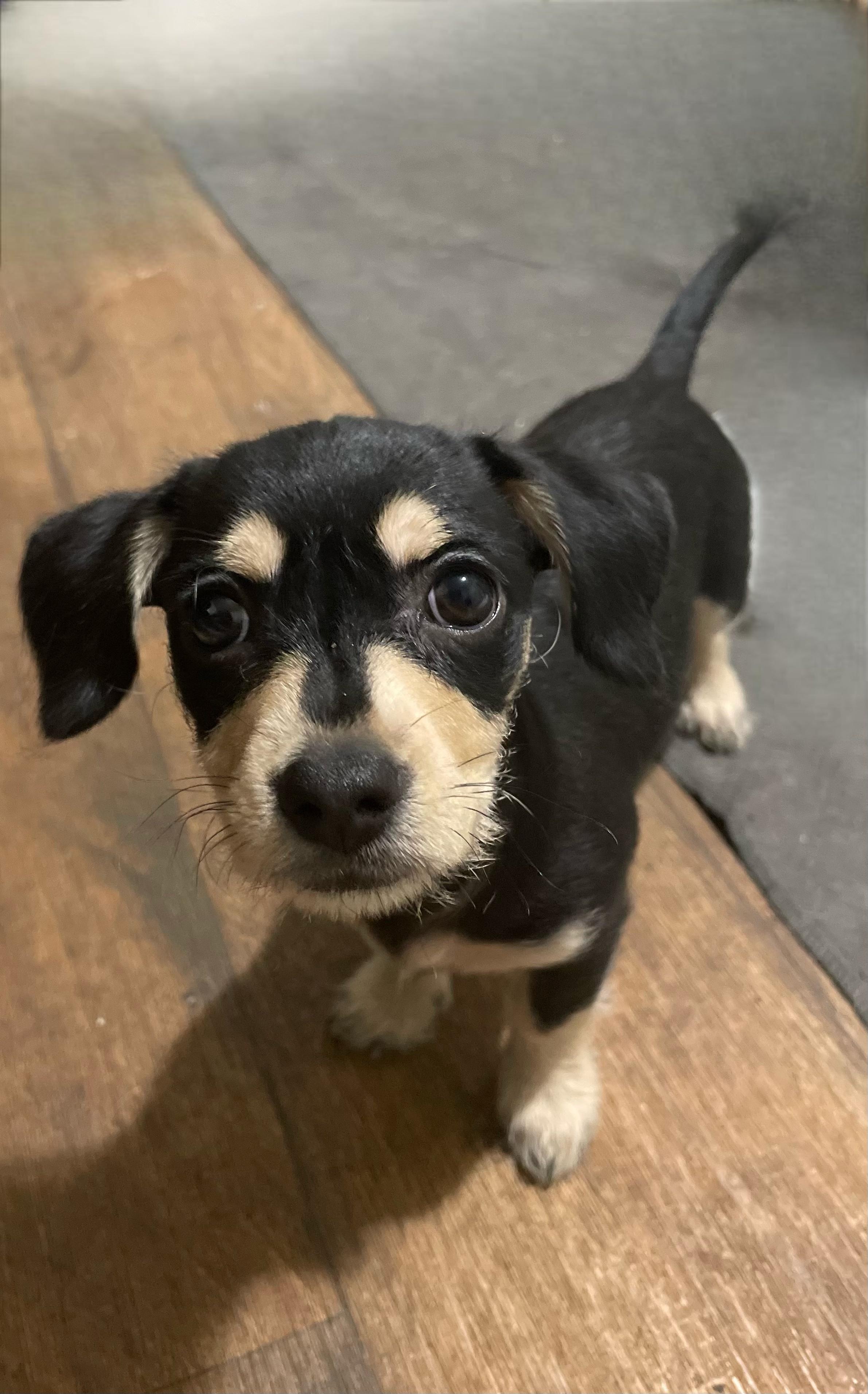 Enlarge Poppy , a Adoptable mixed breed in Rockwall, TX image 1/3