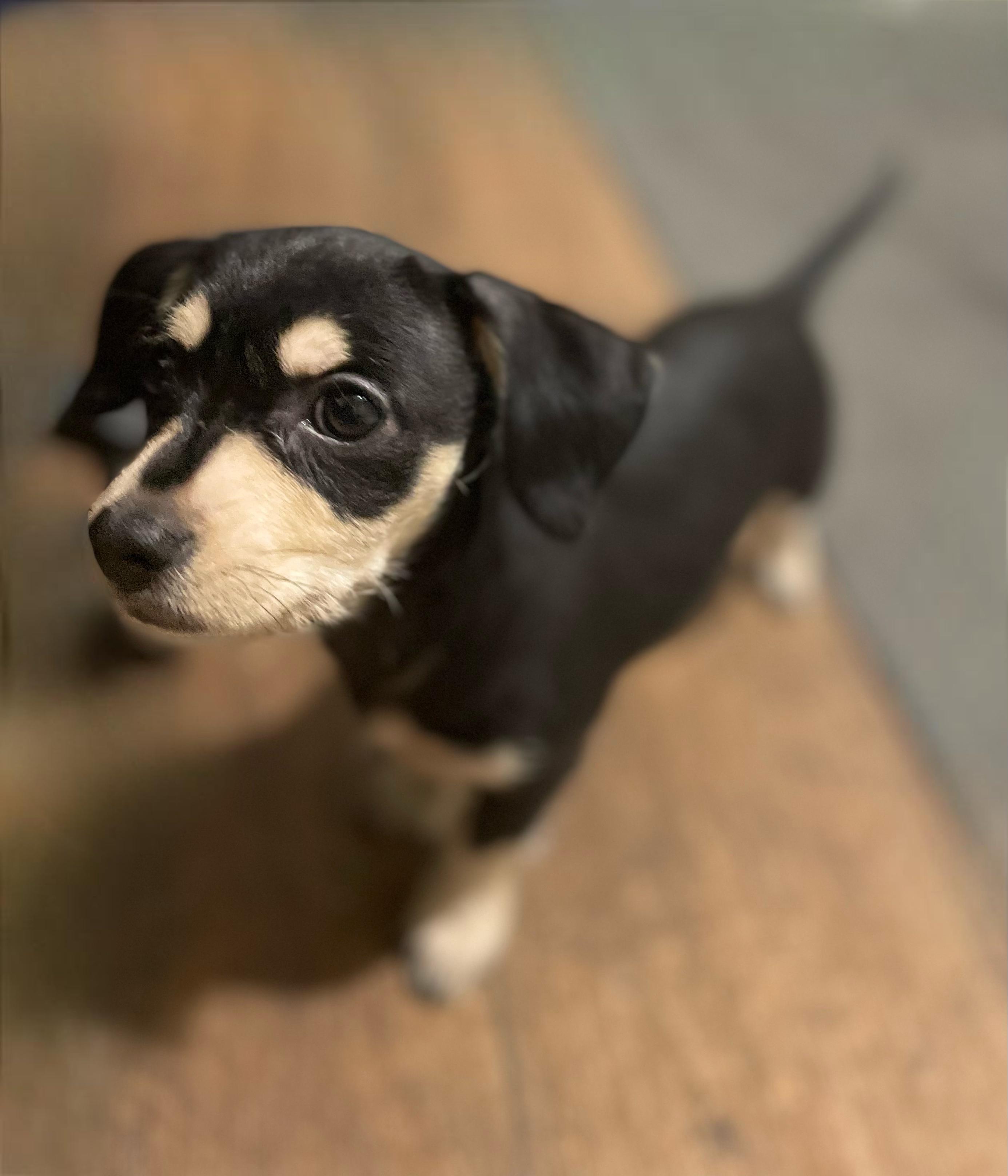 Enlarge Poppy , a Adoptable mixed breed in Rockwall, TX image 3/3