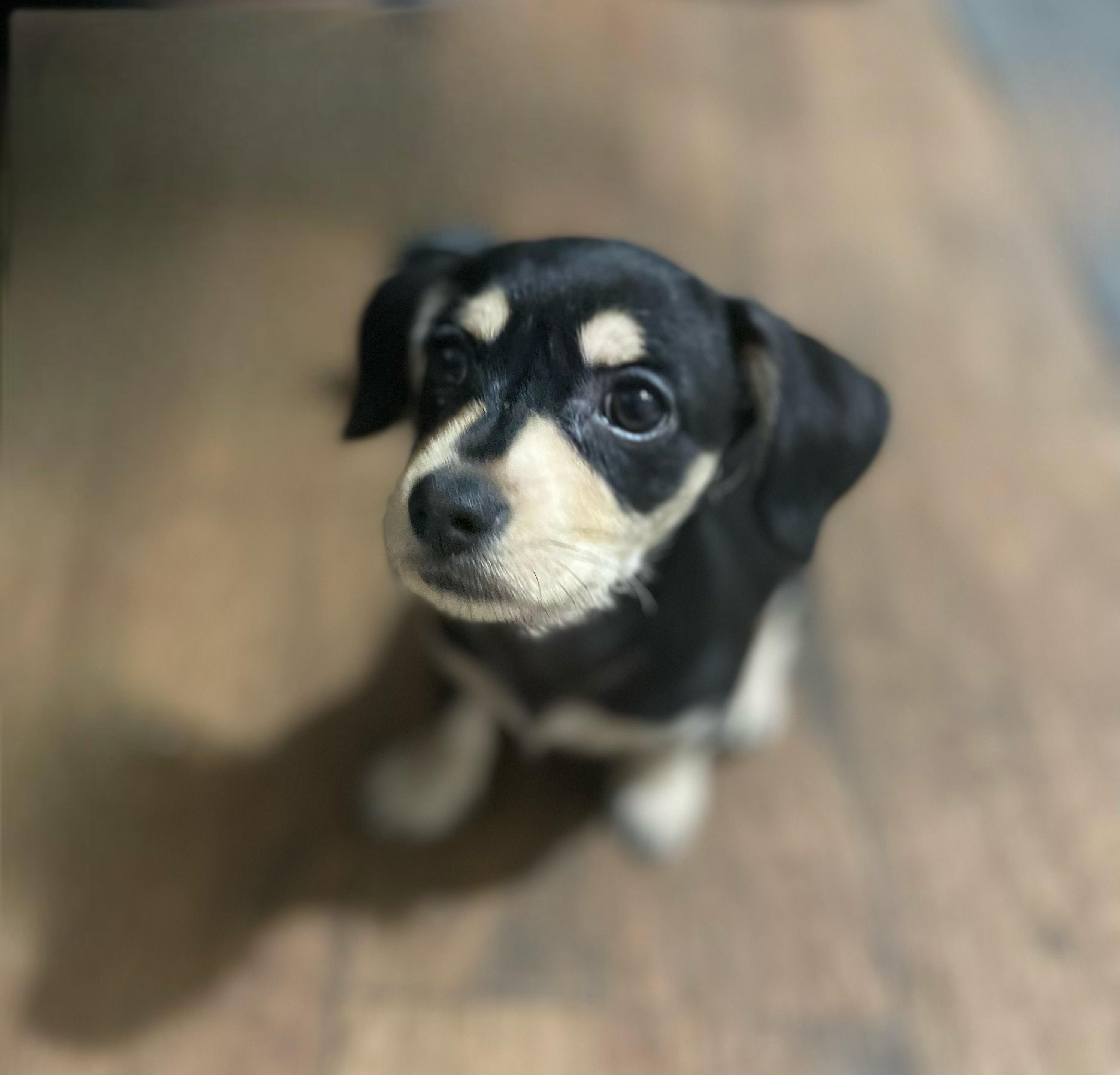 Enlarge Poppy , a Adoptable mixed breed in Rockwall, TX image 2/3