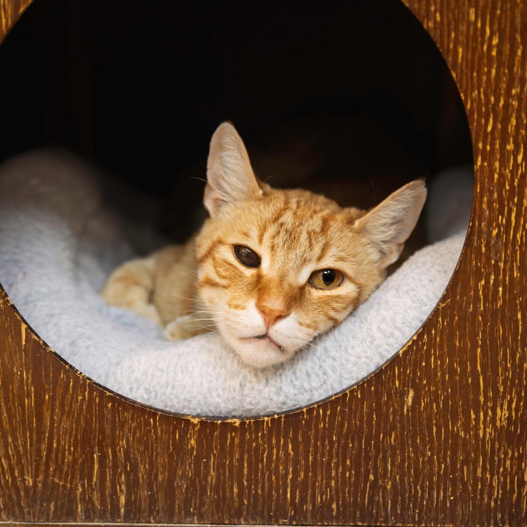 Frodo, Adoptable, Senior Male Domestic Short Hair.