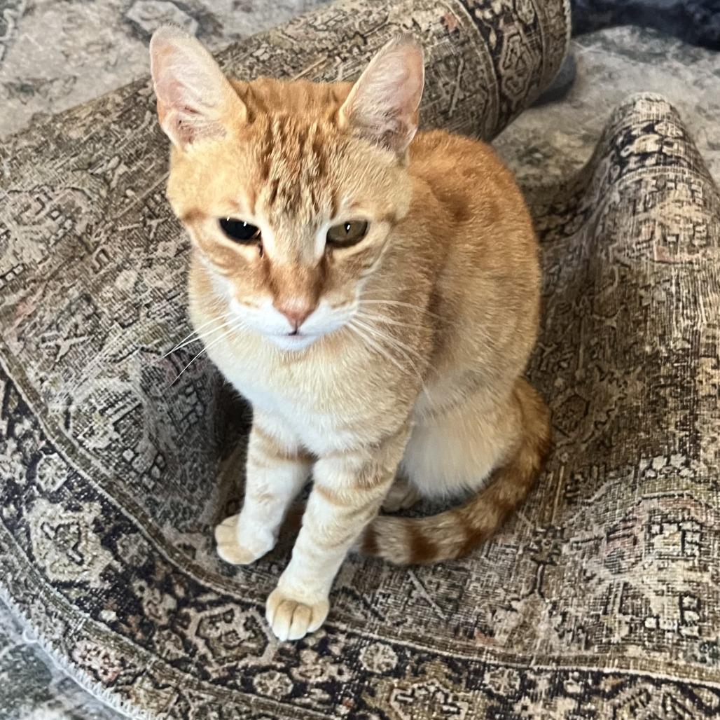 Enlarge Frodo, a Adoptable Domestic Short Hair in Las Vegas, NV image 3/5