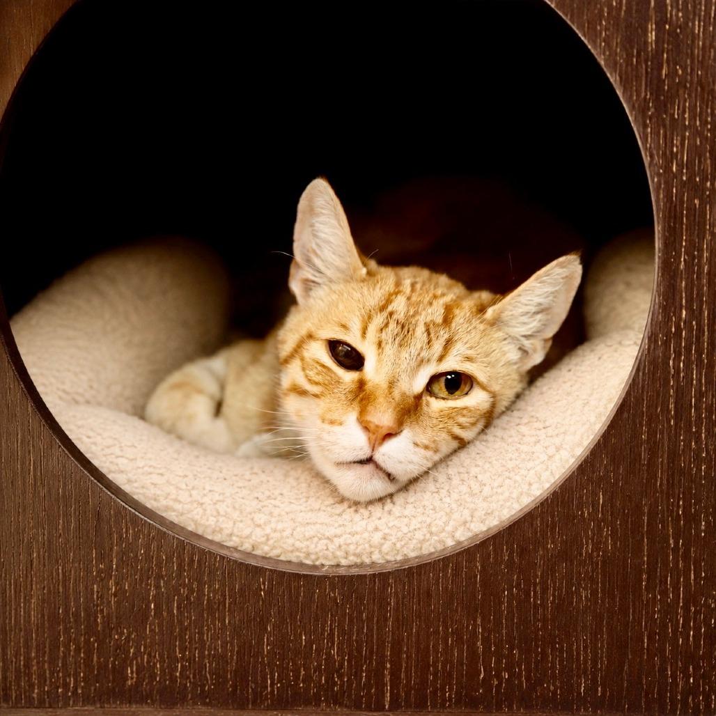 Enlarge Frodo, a Adoptable Domestic Short Hair in Las Vegas, NV image 4/5