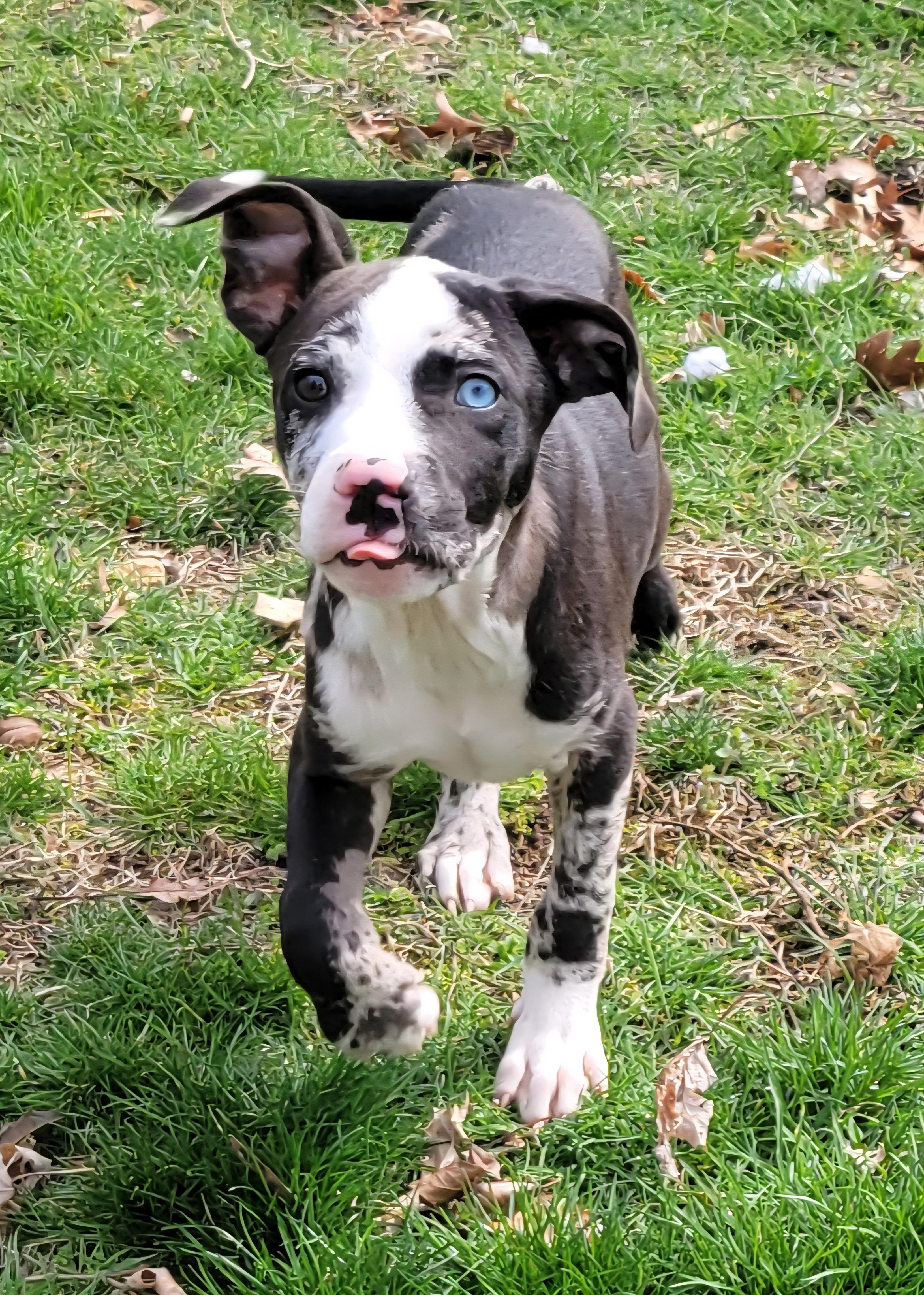 Enlarge Cosmo, an adopted mixed breed in Elwood, NJ image 2/5