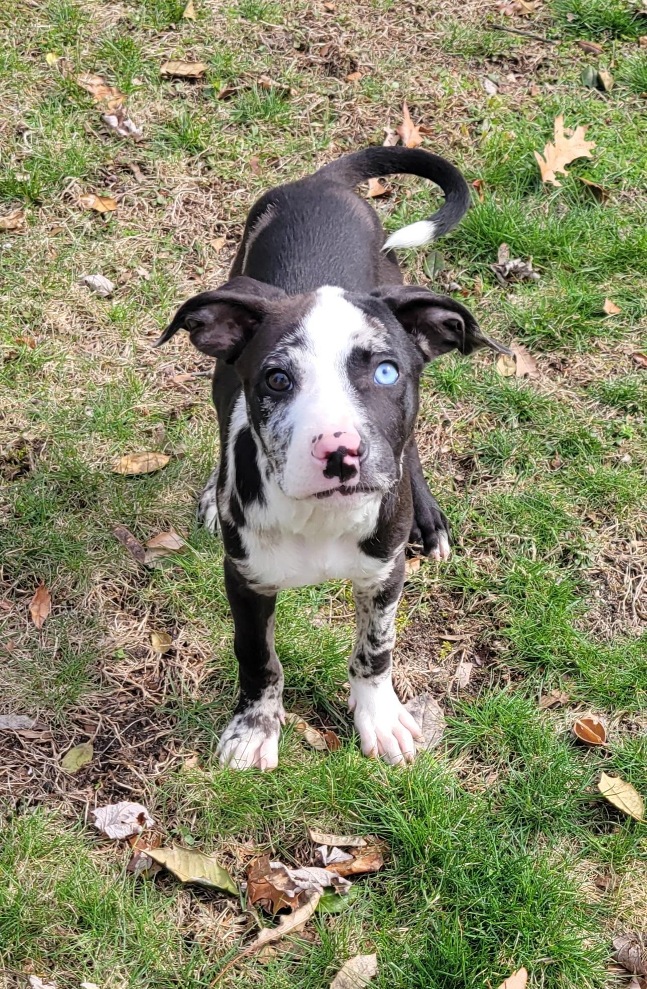 Enlarge Cosmo, an adopted mixed breed in Elwood, NJ image 1/5