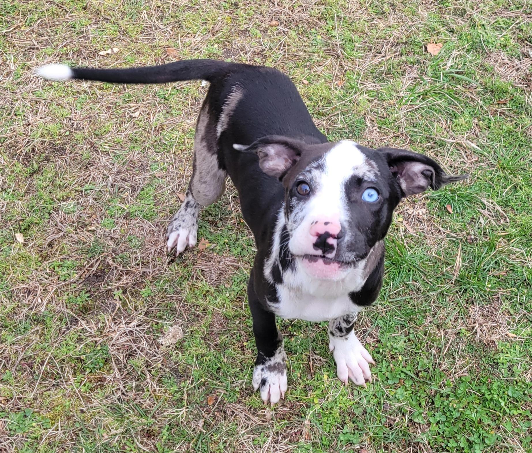 Enlarge Cosmo, an adopted mixed breed in Elwood, NJ image 4/5