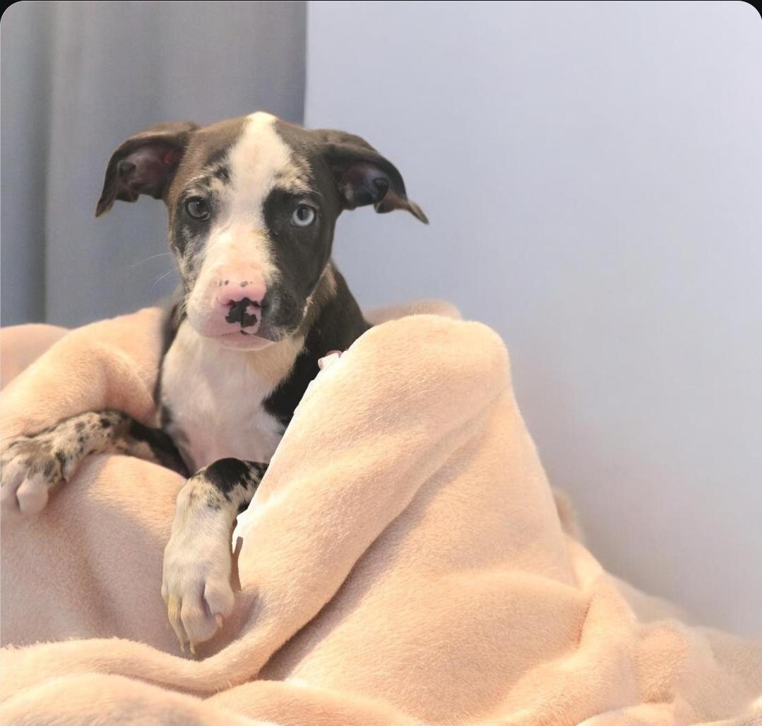 Enlarge Cosmo, an adopted mixed breed in Elwood, NJ image 5/5