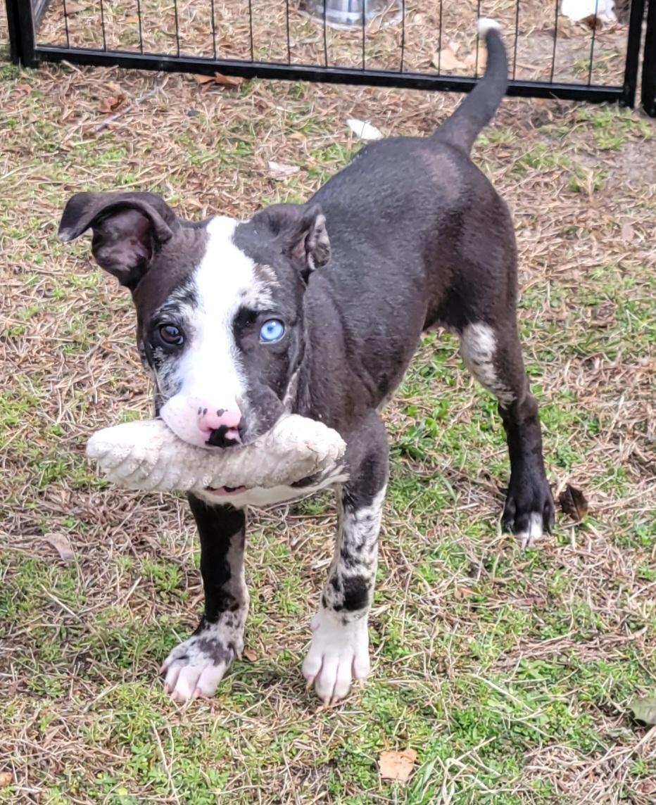 Enlarge Cosmo, an adopted mixed breed in Elwood, NJ image 3/5