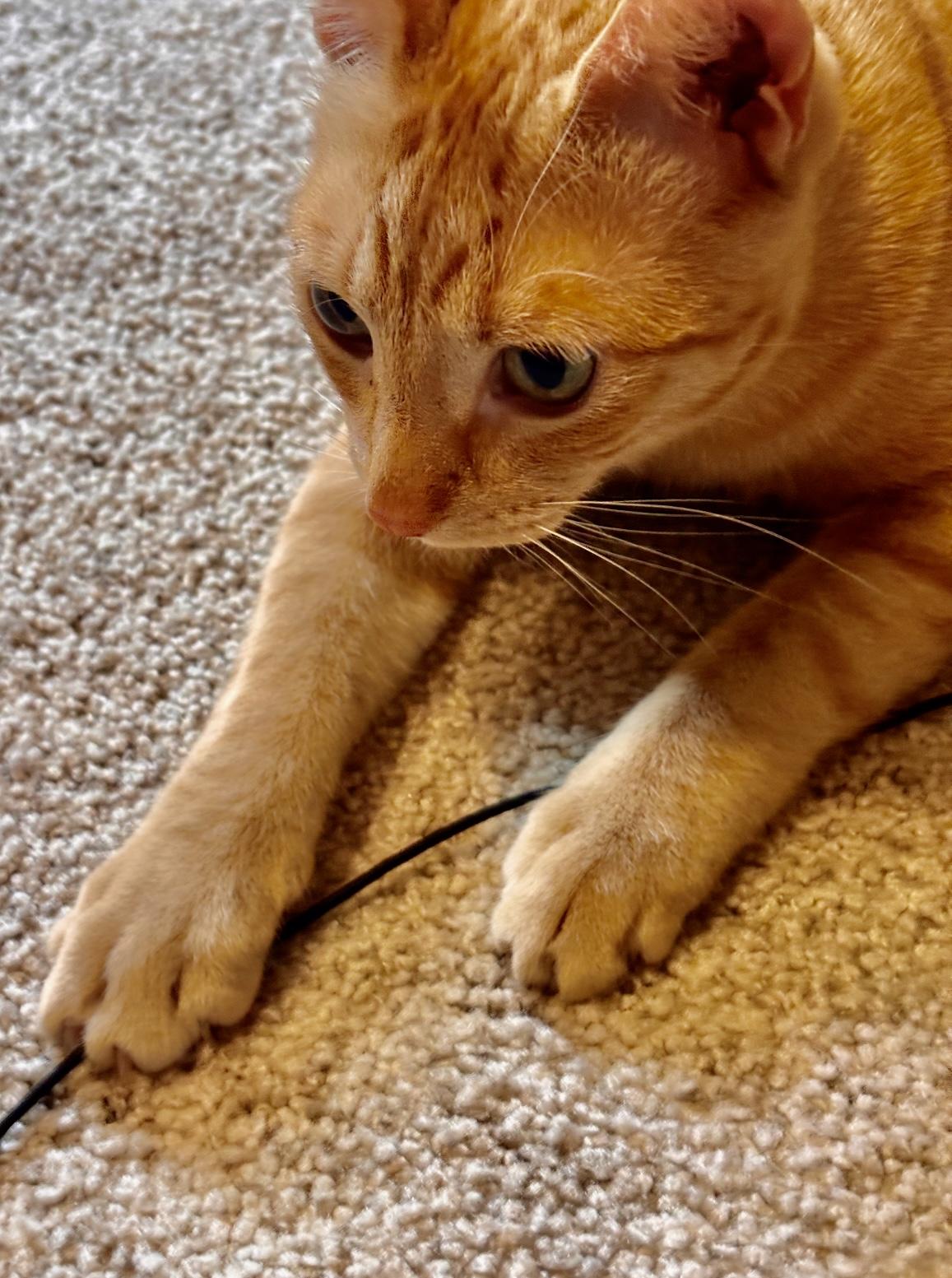 Chesley - Pet Valu Clarkson, Adult Male Domestic Short Hair