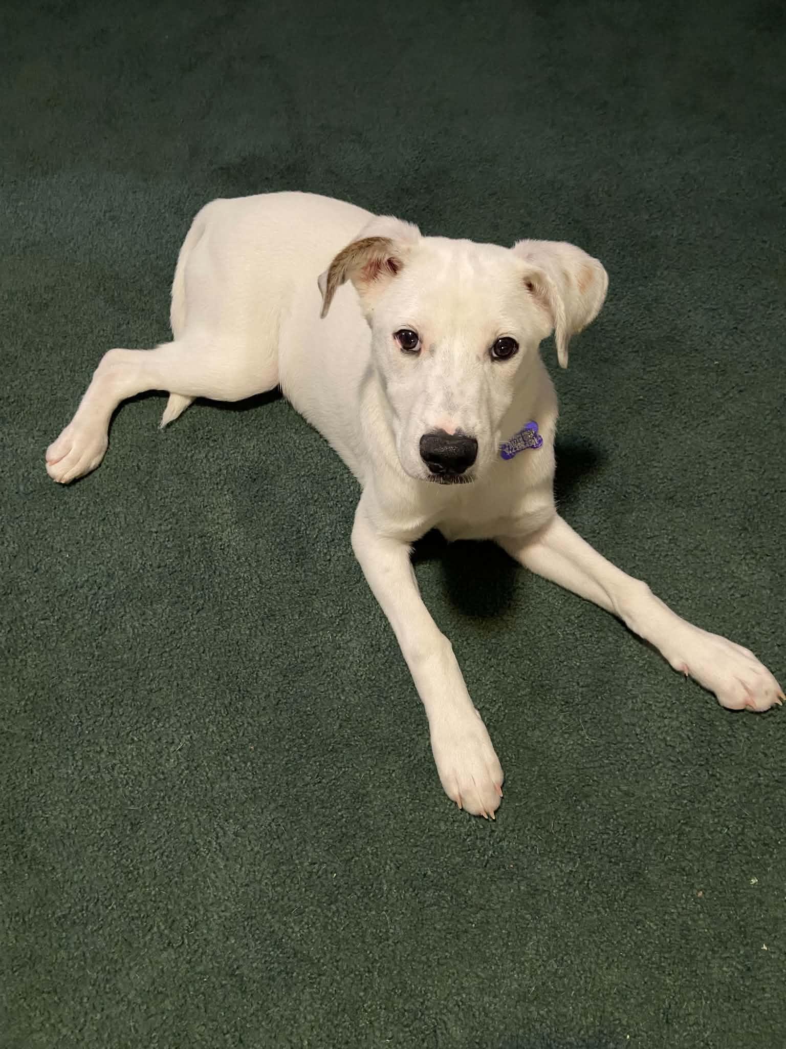 Enlarge Raphael, a Adopted mixed breed in St. Louis, MO image 2/3