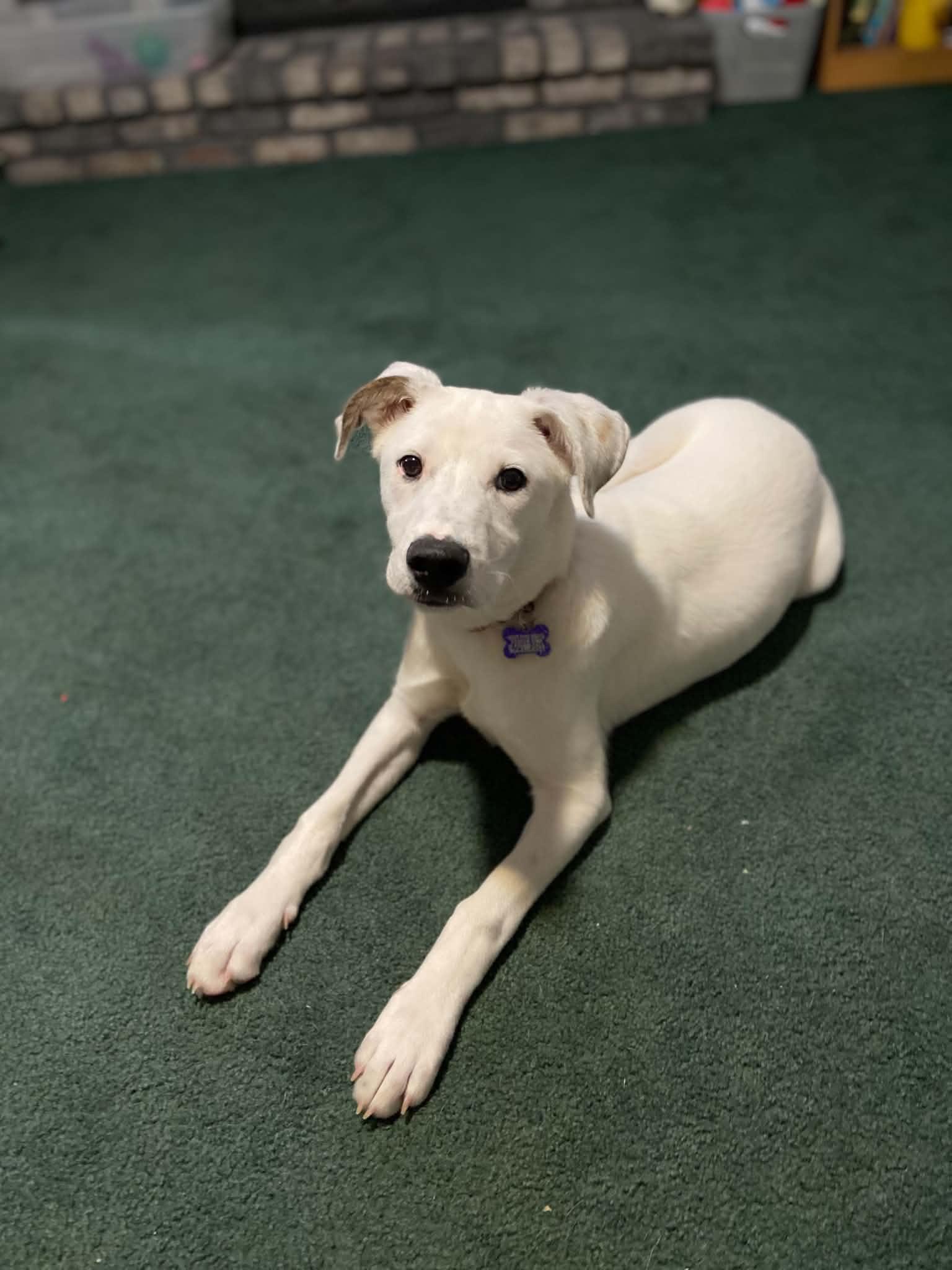 Enlarge Raphael, a Adopted mixed breed in St. Louis, MO image 3/3