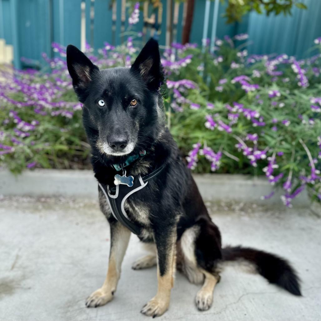 Elvira, Adoptable, Adult Female German Shepherd Dog & Husky.