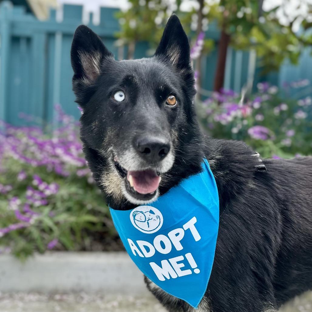 Enlarge Elvira, a Adoptable mixed breed in Pacific Grove, CA image 2/5