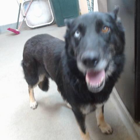 Enlarge Elvira, a Adoptable mixed breed in Pacific Grove, CA image 3/5