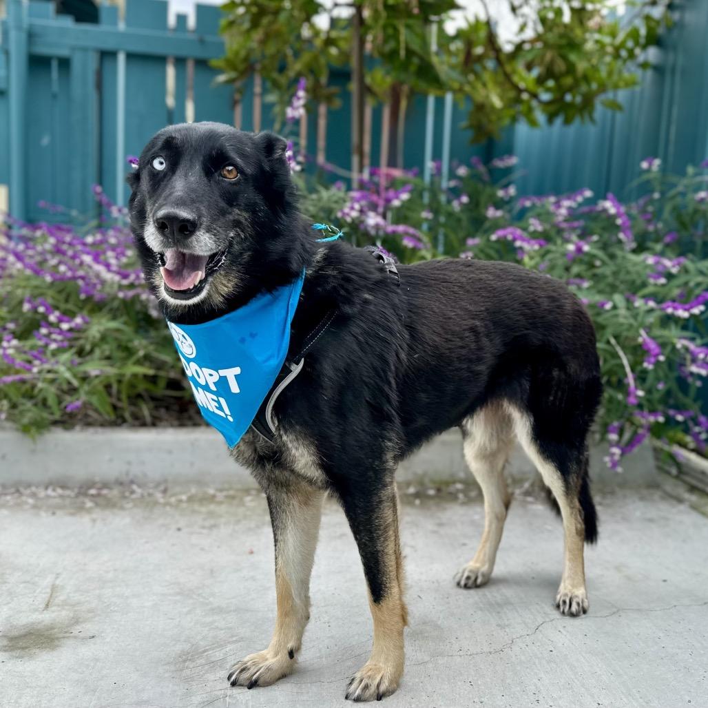Enlarge Elvira, a Adoptable mixed breed in Pacific Grove, CA image 4/5