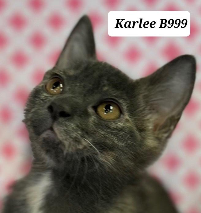 Enlarge Karlee, a ADOPTABLE Domestic Short Hair in Morganton, NC image 1/1