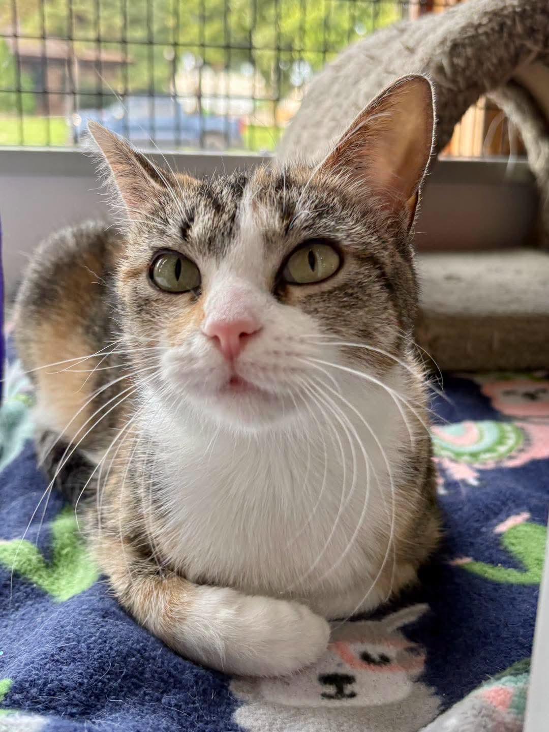 Poopsie, adopted, Adult Female Calico.