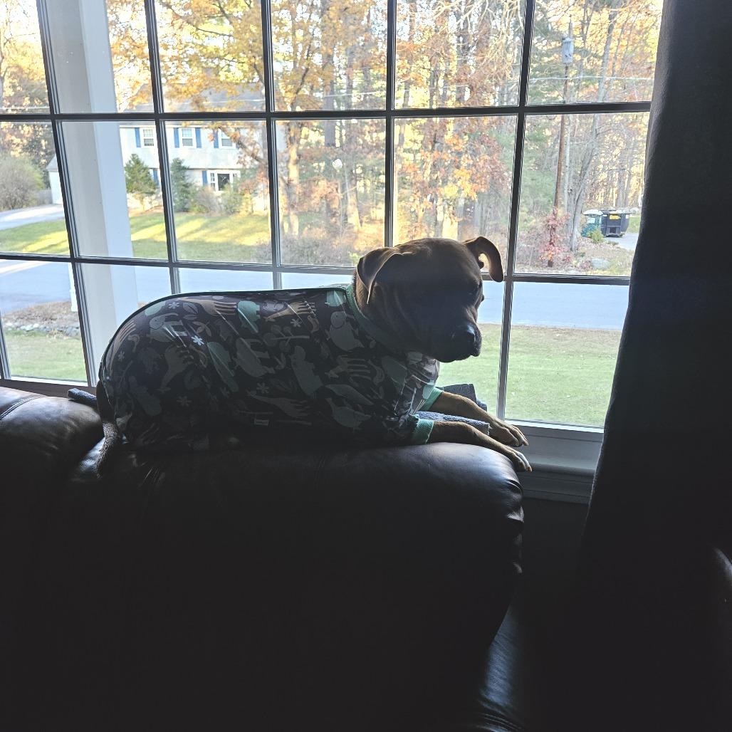 Naomi, Adoptable, Adult Female Boxer.