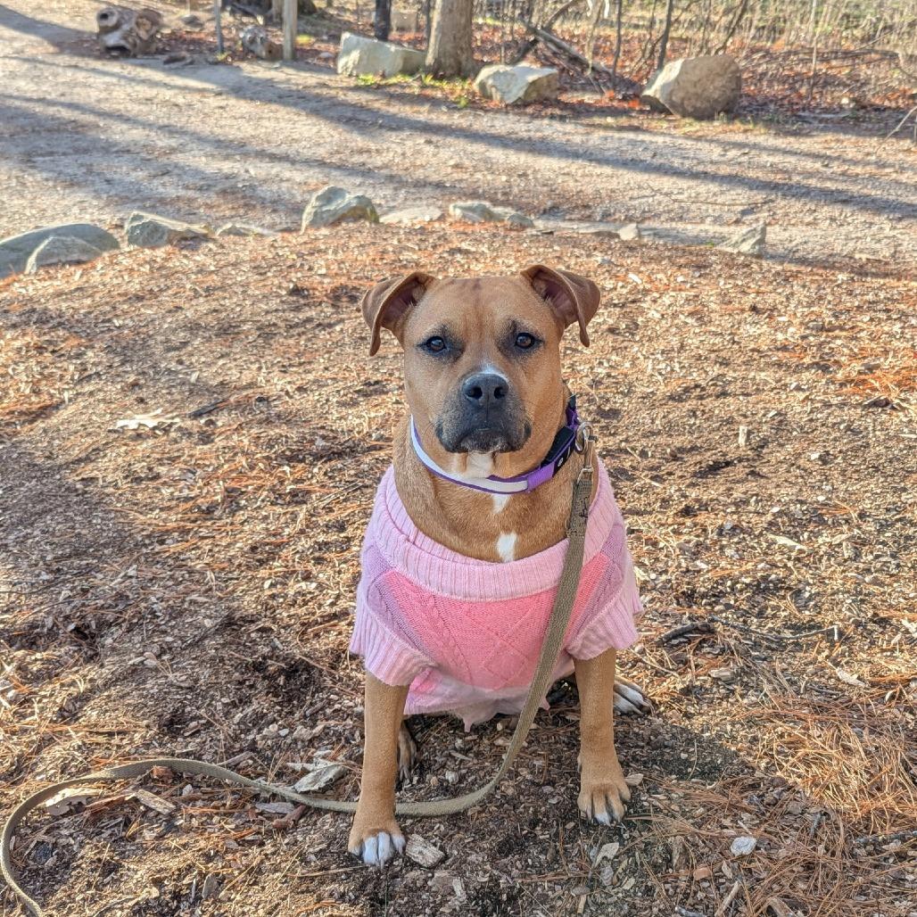 Enlarge Naomi, a Adoptable mixed breed in Bedford, NH image 1/6