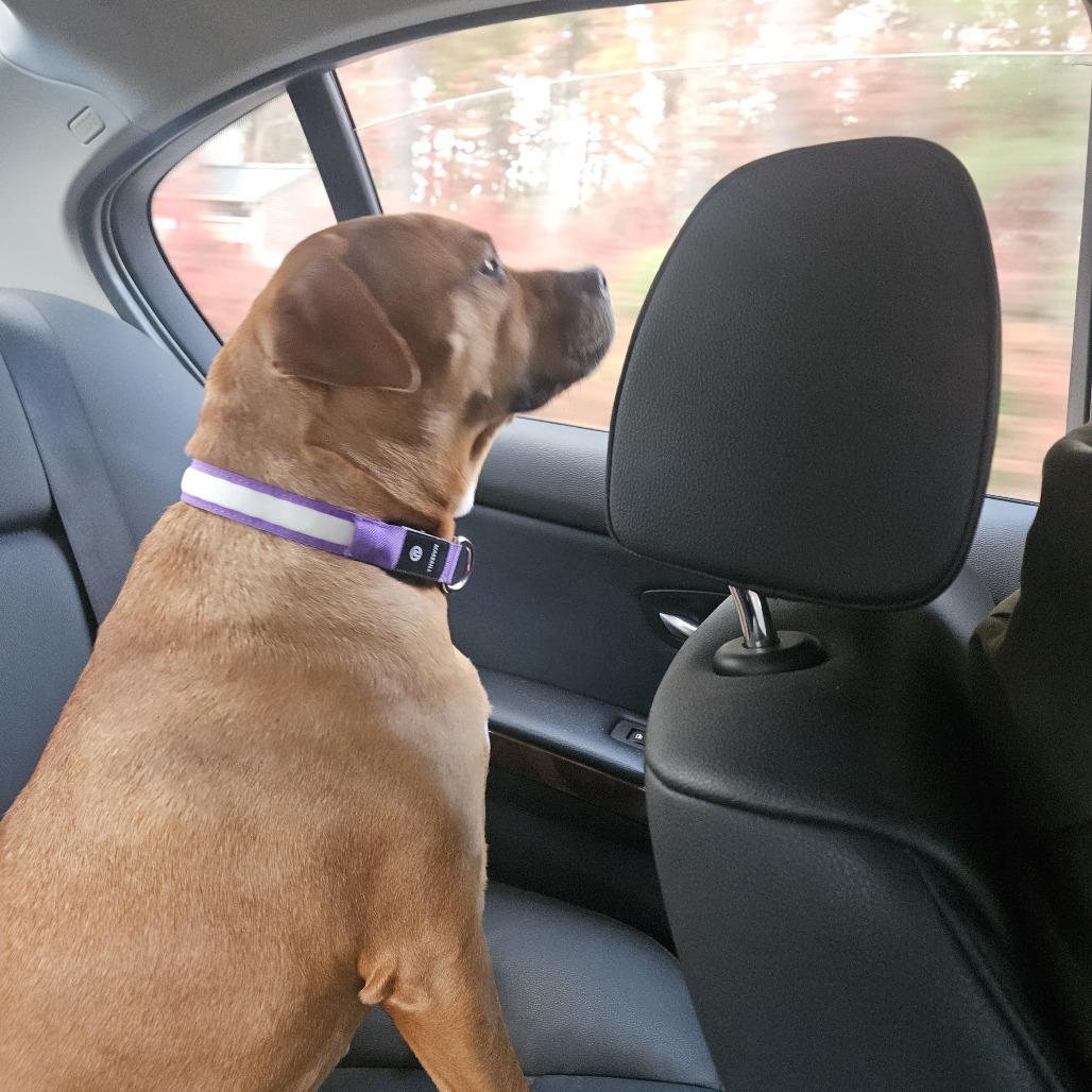 Naomi, a Adoptable mixed breed image 2/5