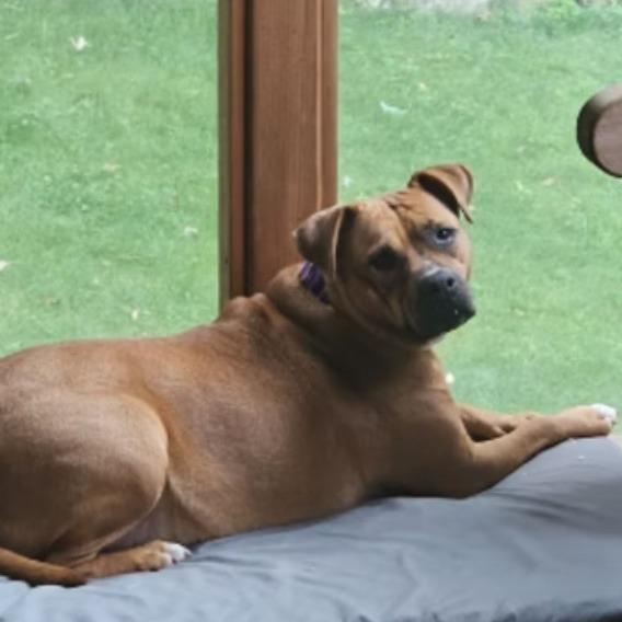 Naomi, a Adoptable mixed breed image 3/5