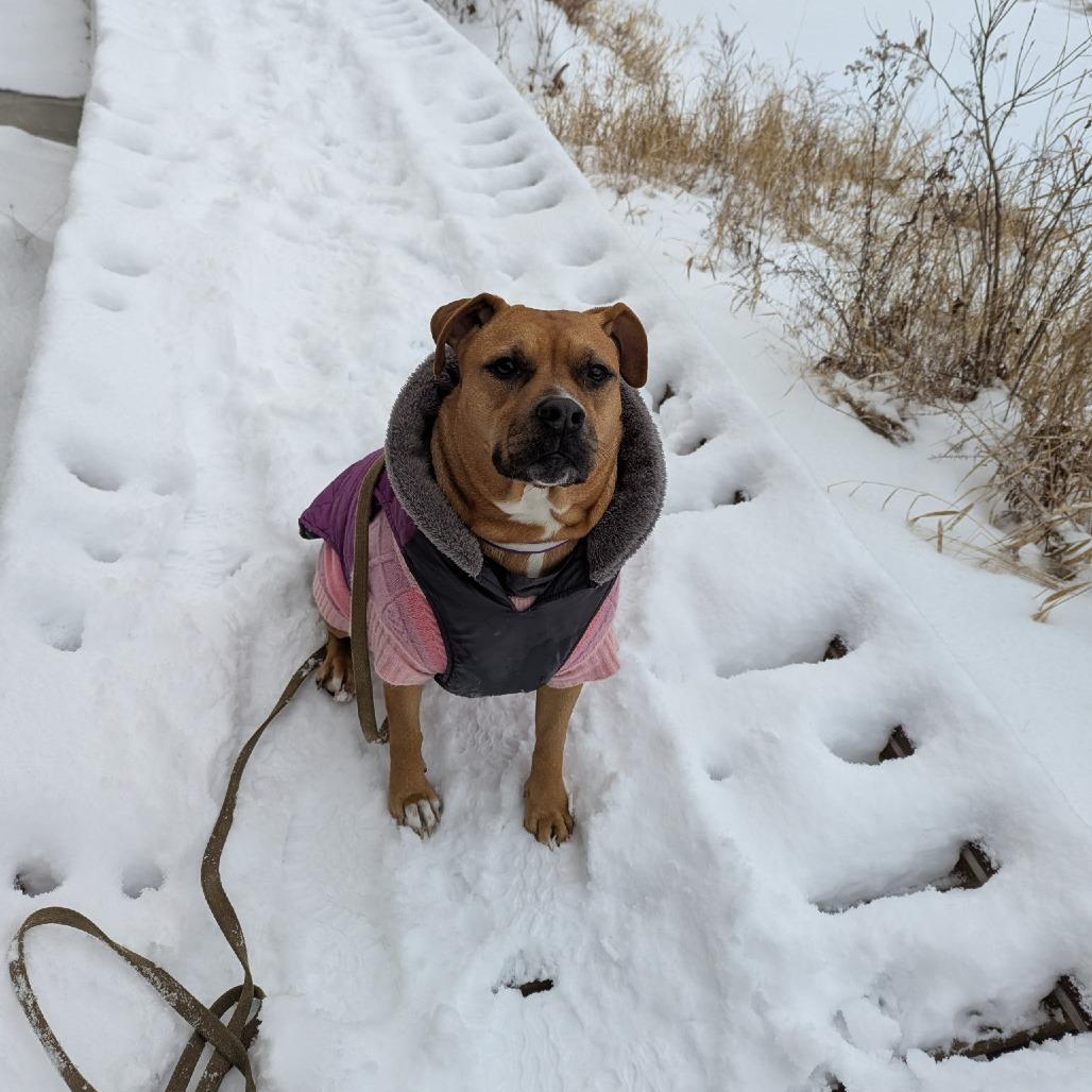 Naomi, Adoptable, Adult Female Boxer.