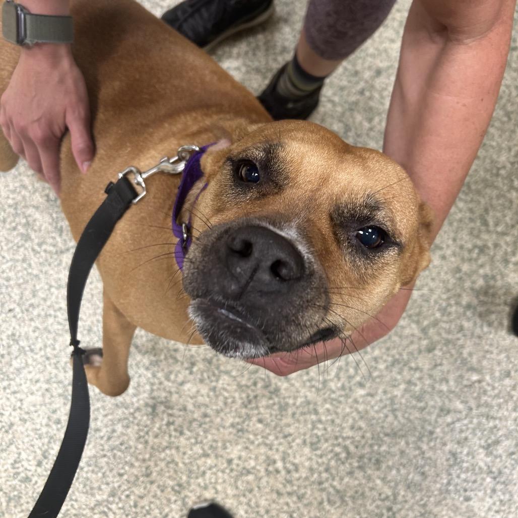 Naomi, a Adoptable mixed breed image 4/5