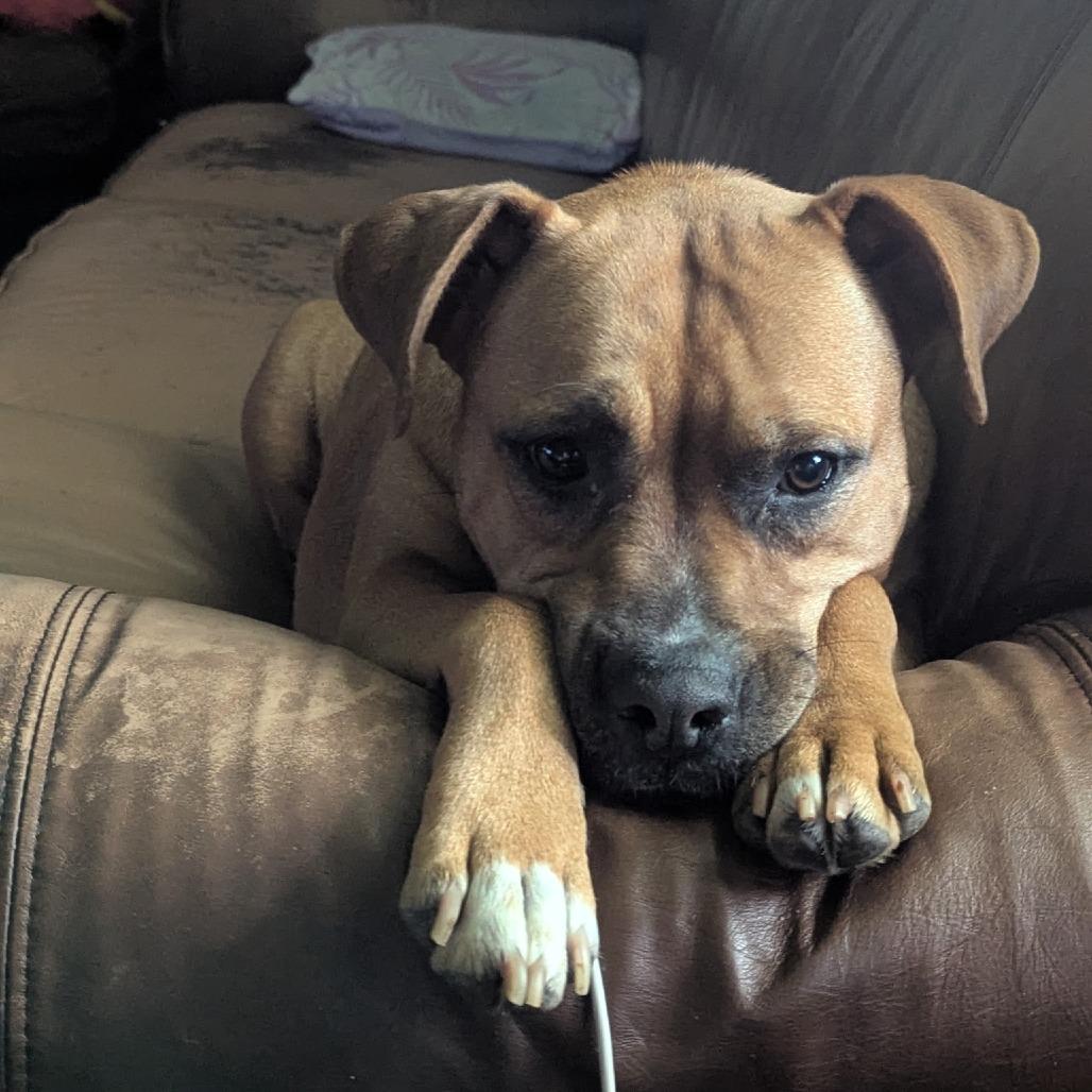 Enlarge Naomi, a Adoptable mixed breed in Bedford, NH image 4/6