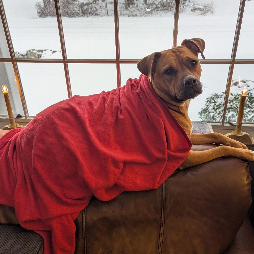 Enlarge Naomi, a Adoptable mixed breed in Bedford, NH image 5/6