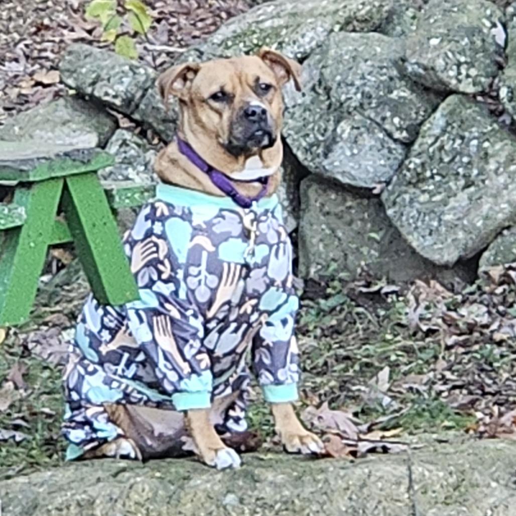 Naomi, a Adoptable mixed breed image 5/5