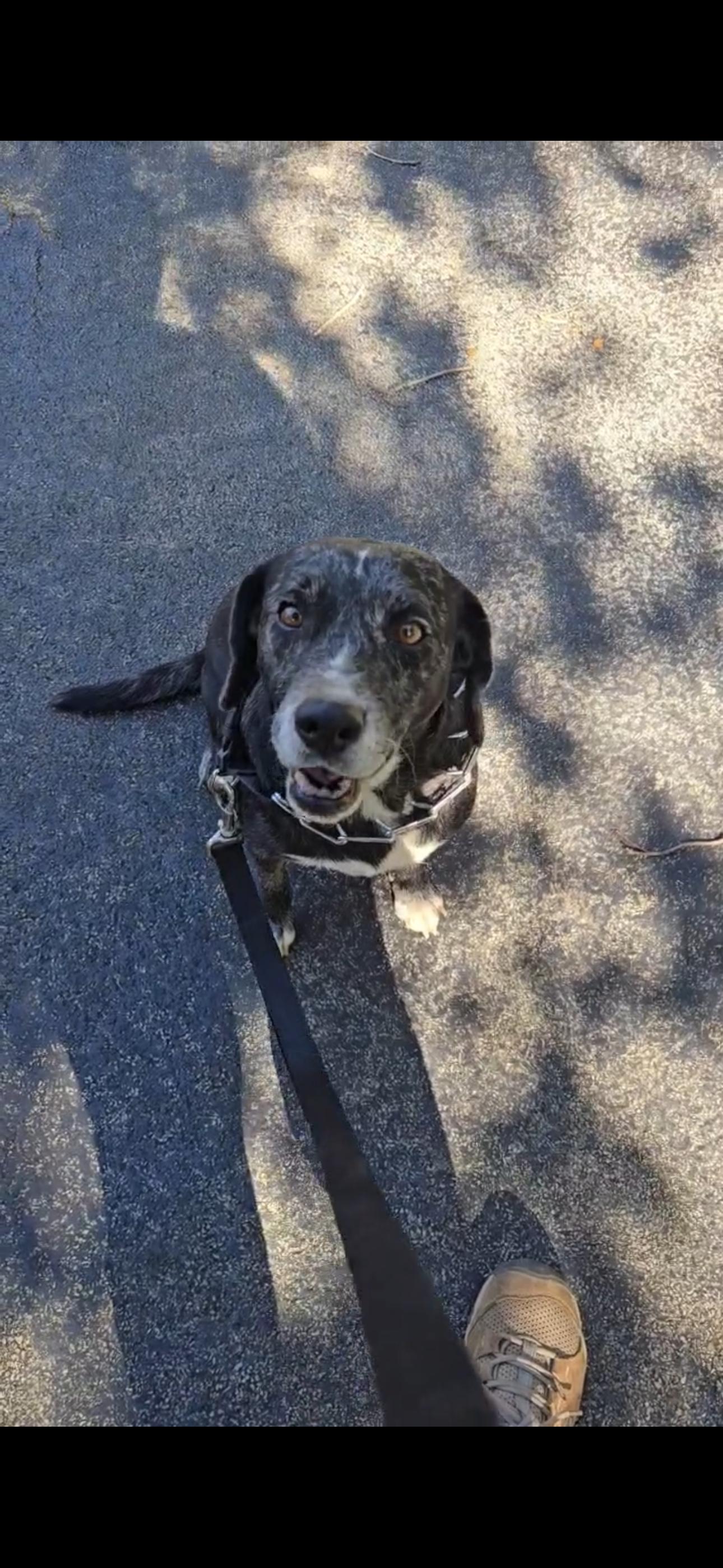 Coconut, Adoptable, Adult Female Catahoula Leopard Dog.
