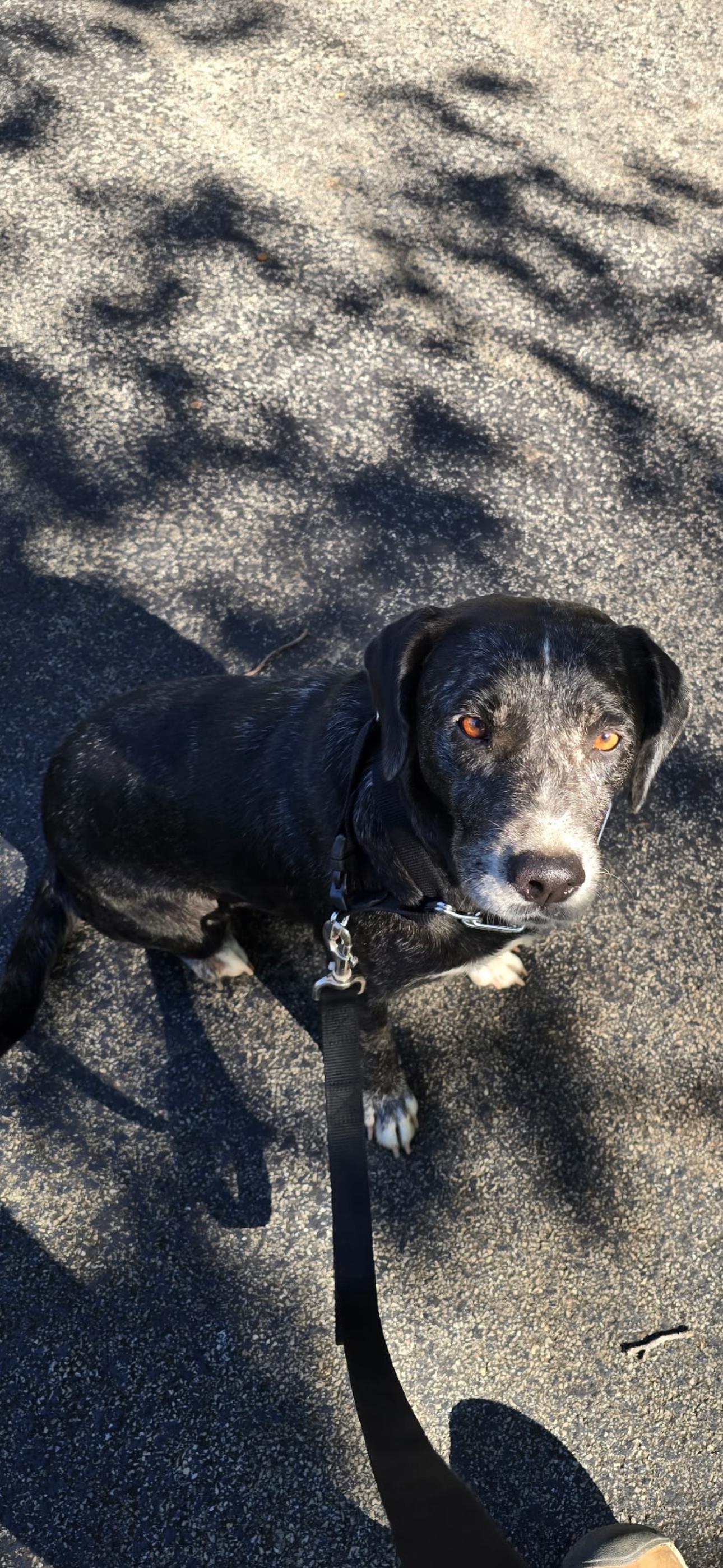 Enlarge Coconut, a Adoptable mixed breed in Bronson, TX image 2/3
