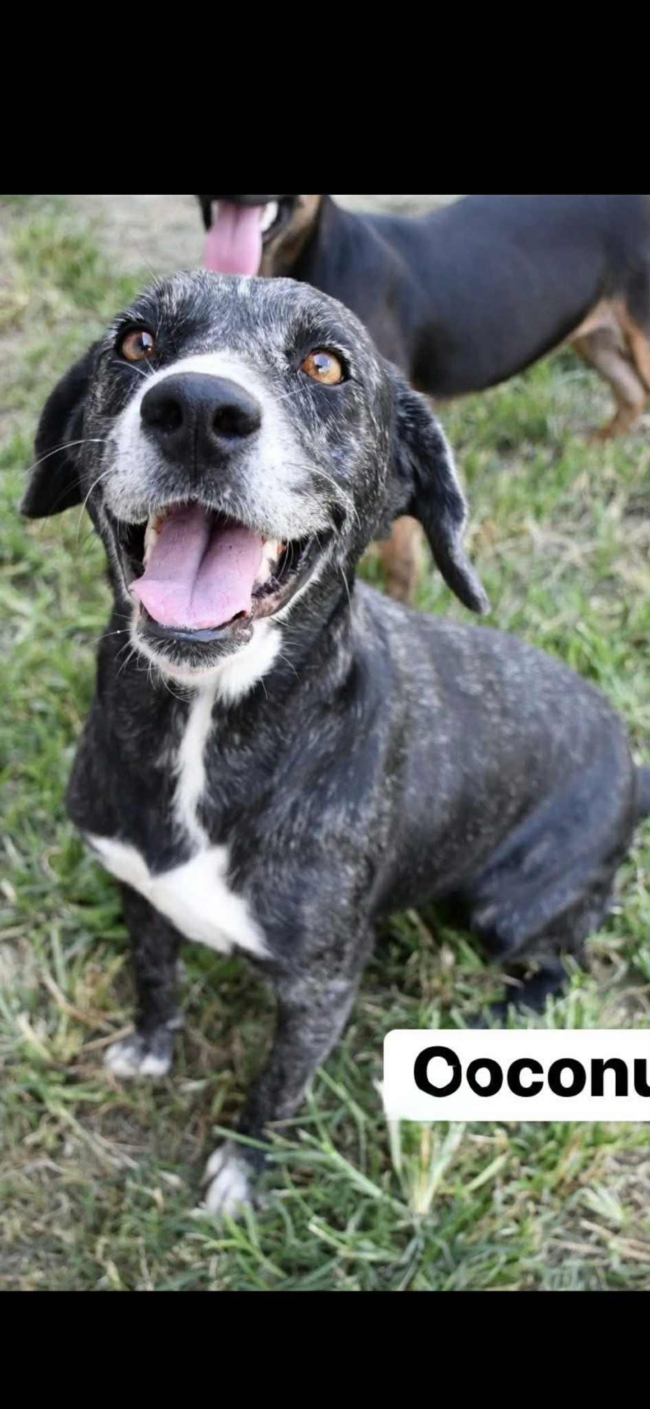 Enlarge Coconut, a Adoptable mixed breed in Bronson, TX image 3/3