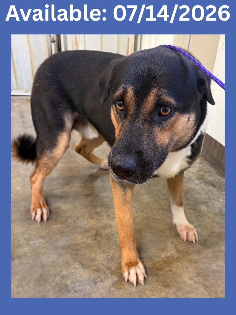 Enlarge Dog Kennel #37, a Adoptable mixed breed in Greenville, TX image 1/1