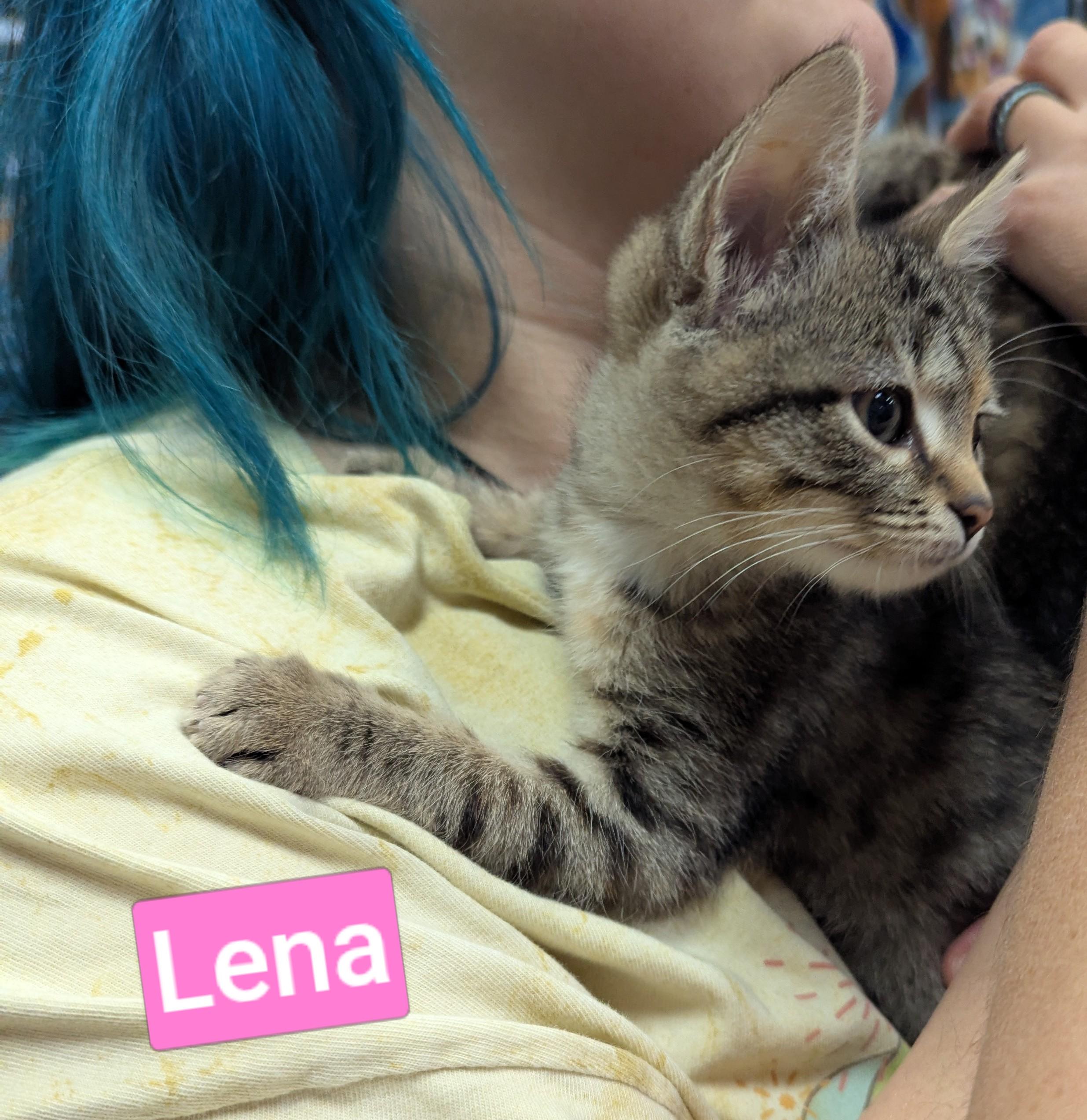Lena, Adoptable, Kitten Female Domestic Short Hair.