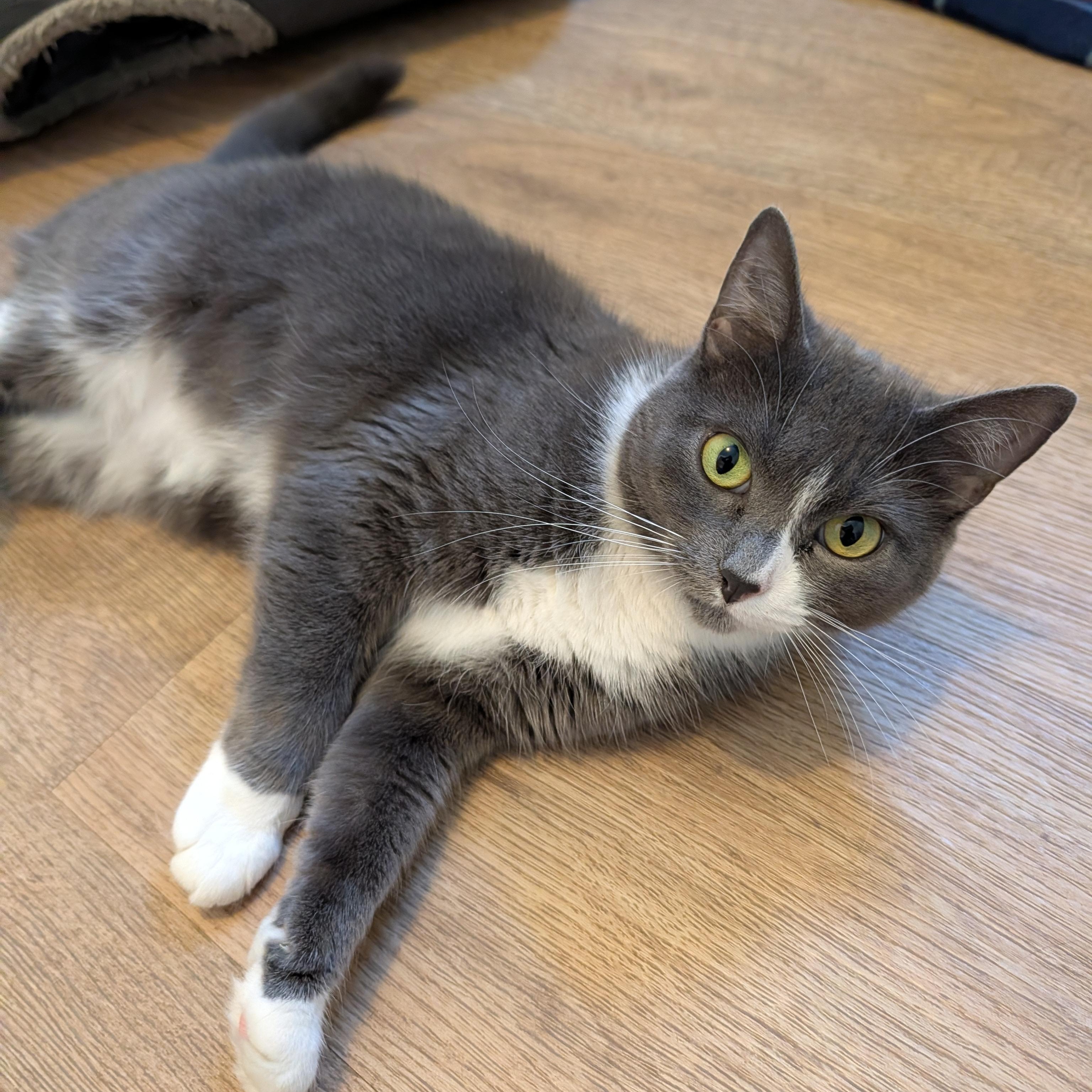 April, a Adoptable Domestic Short Hair in Manistique, MI image 2/3