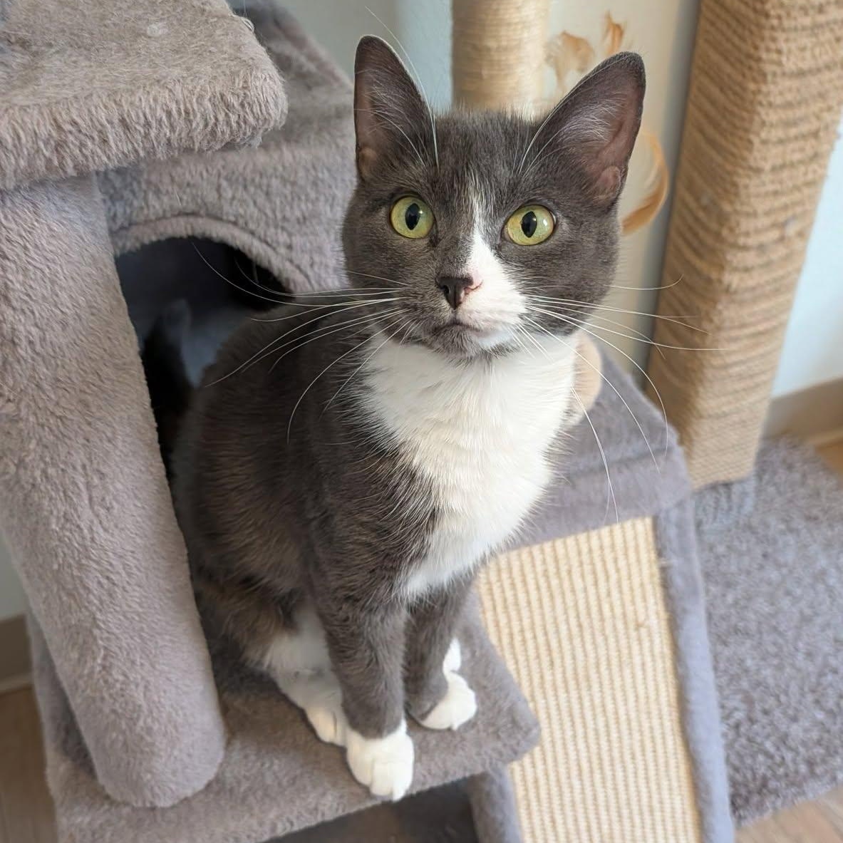 April, Adoptable, Young Female Domestic Short Hair.