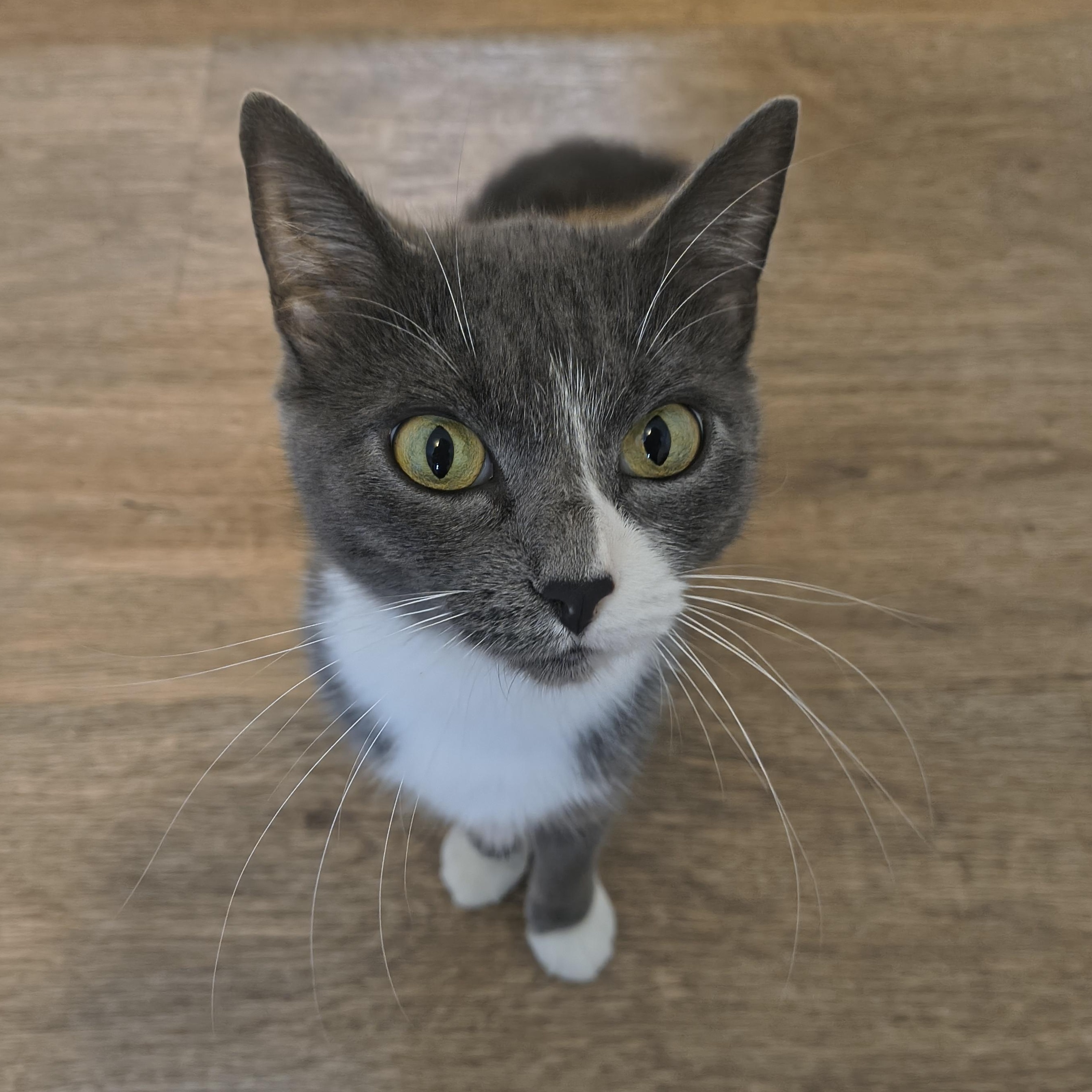 Enlarge April, a Adoptable Domestic Short Hair in Manistique, MI image 2/2