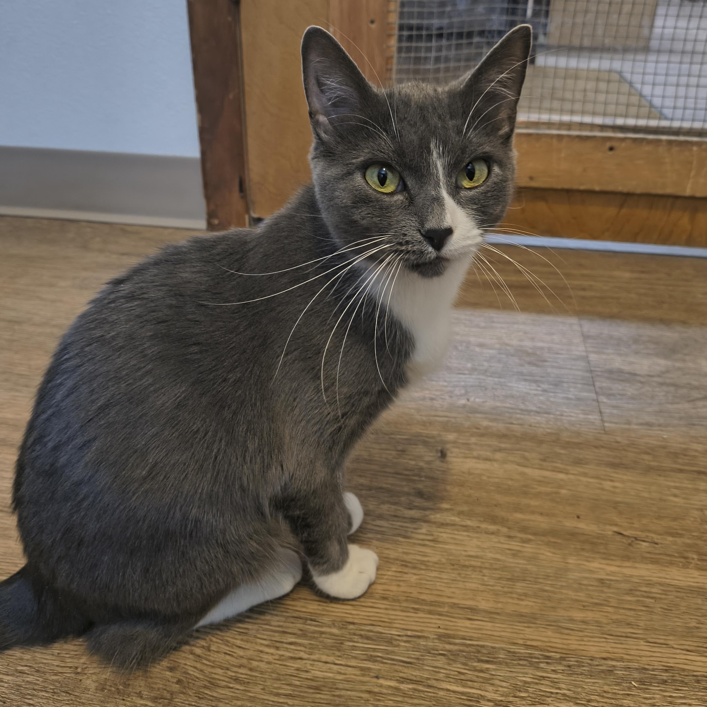 April, Adoptable, Young Female Domestic Short Hair.