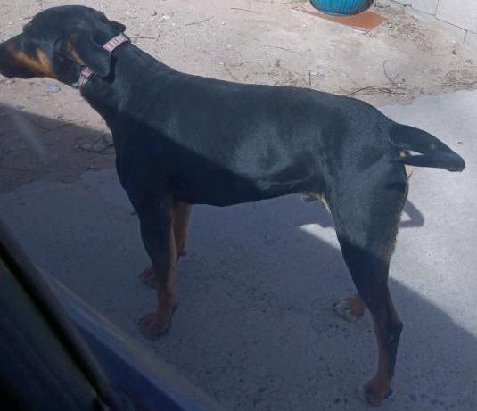 Marion's Dobie, a Adoptable mixed breed in Los Lunas, NM image 1/3
