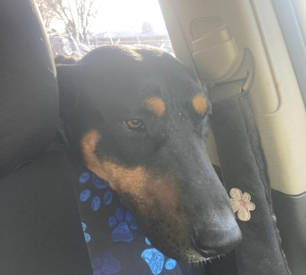 Marion's Dobie, a Adoptable mixed breed in Los Lunas, NM image 2/3