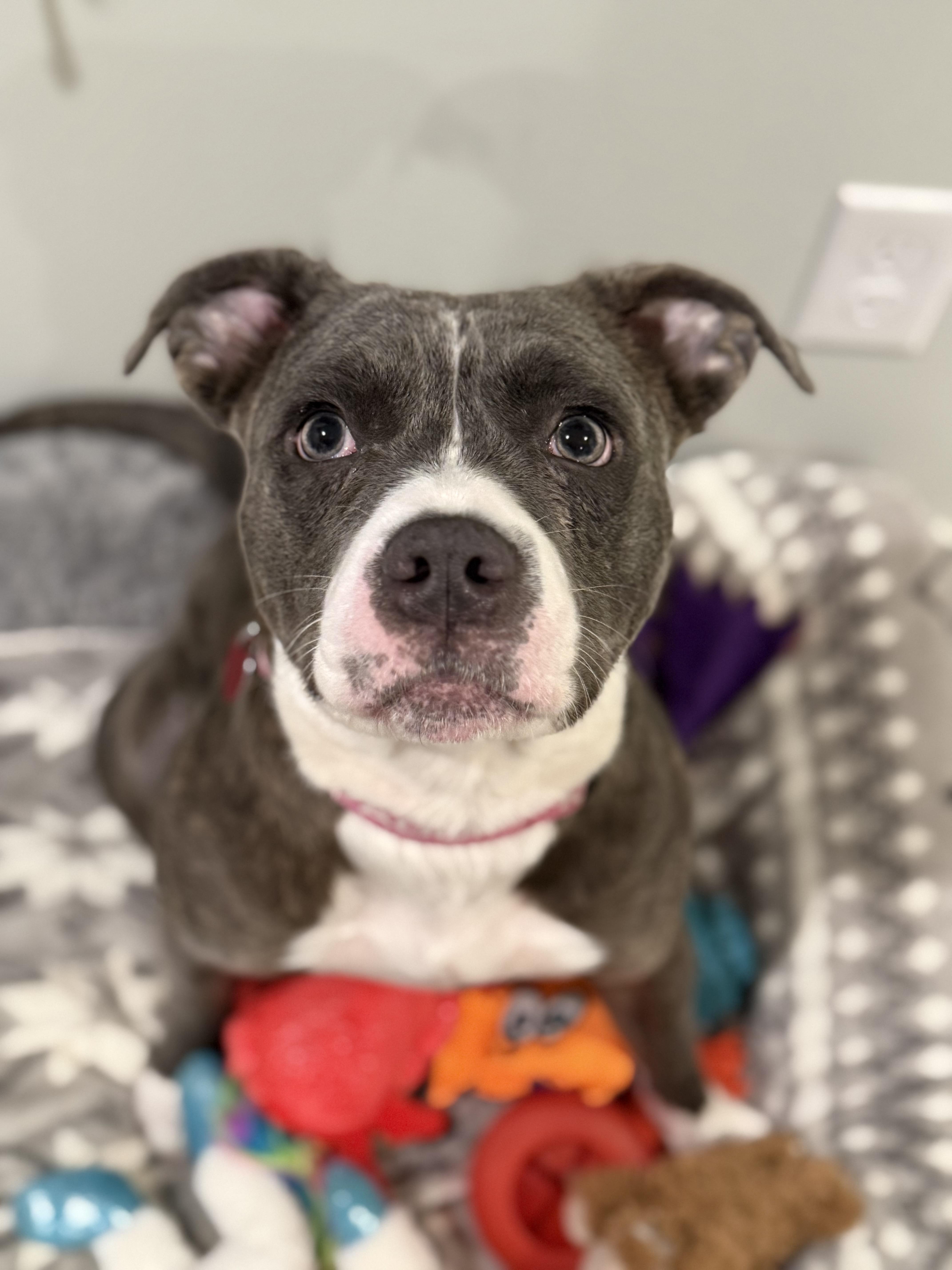 Rocky, an adoptable Mixed Breed in Avondale, PA image 4/4