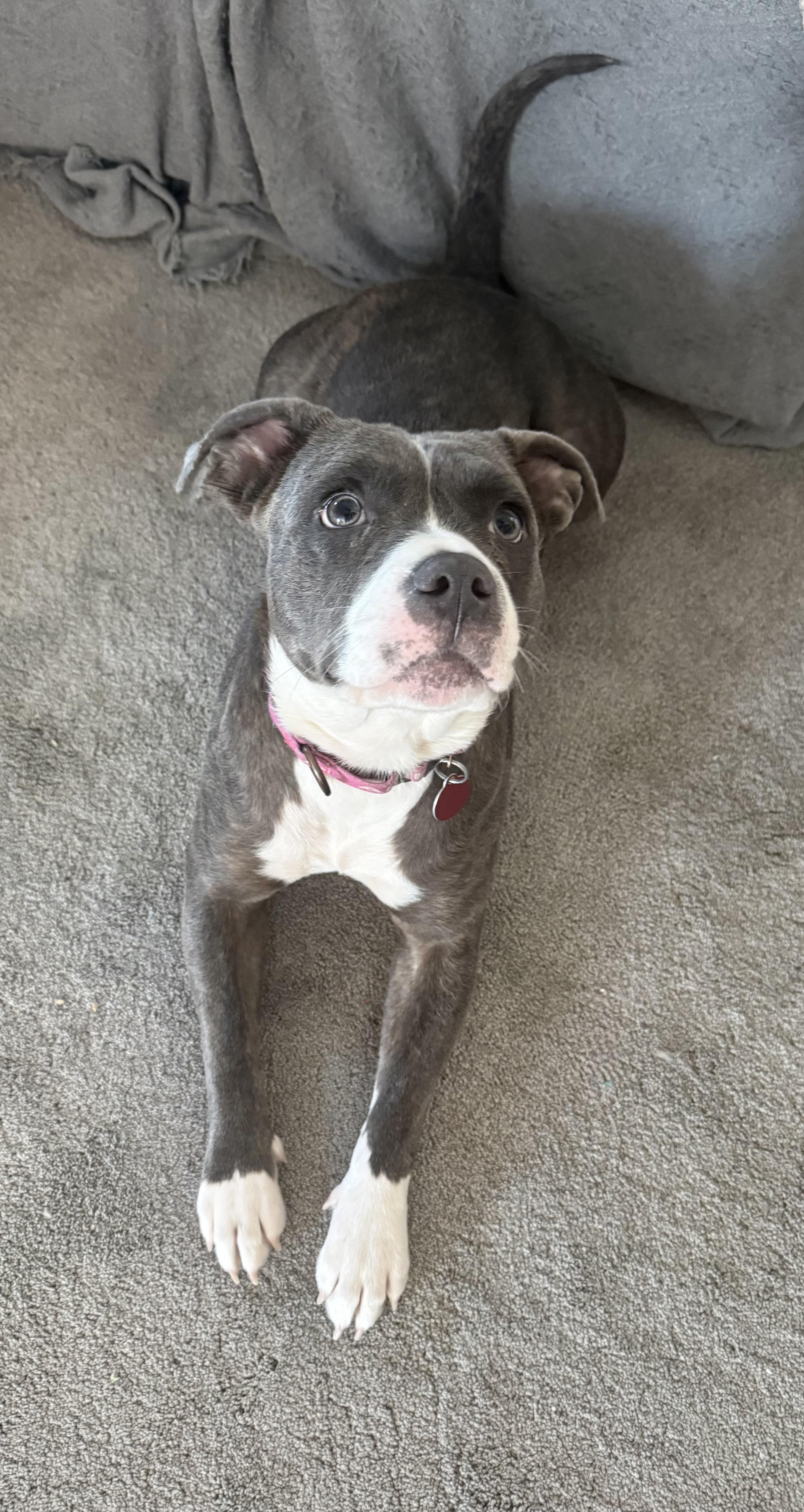 Rocky, ADOPTABLE, Adult Female Mixed Breed.