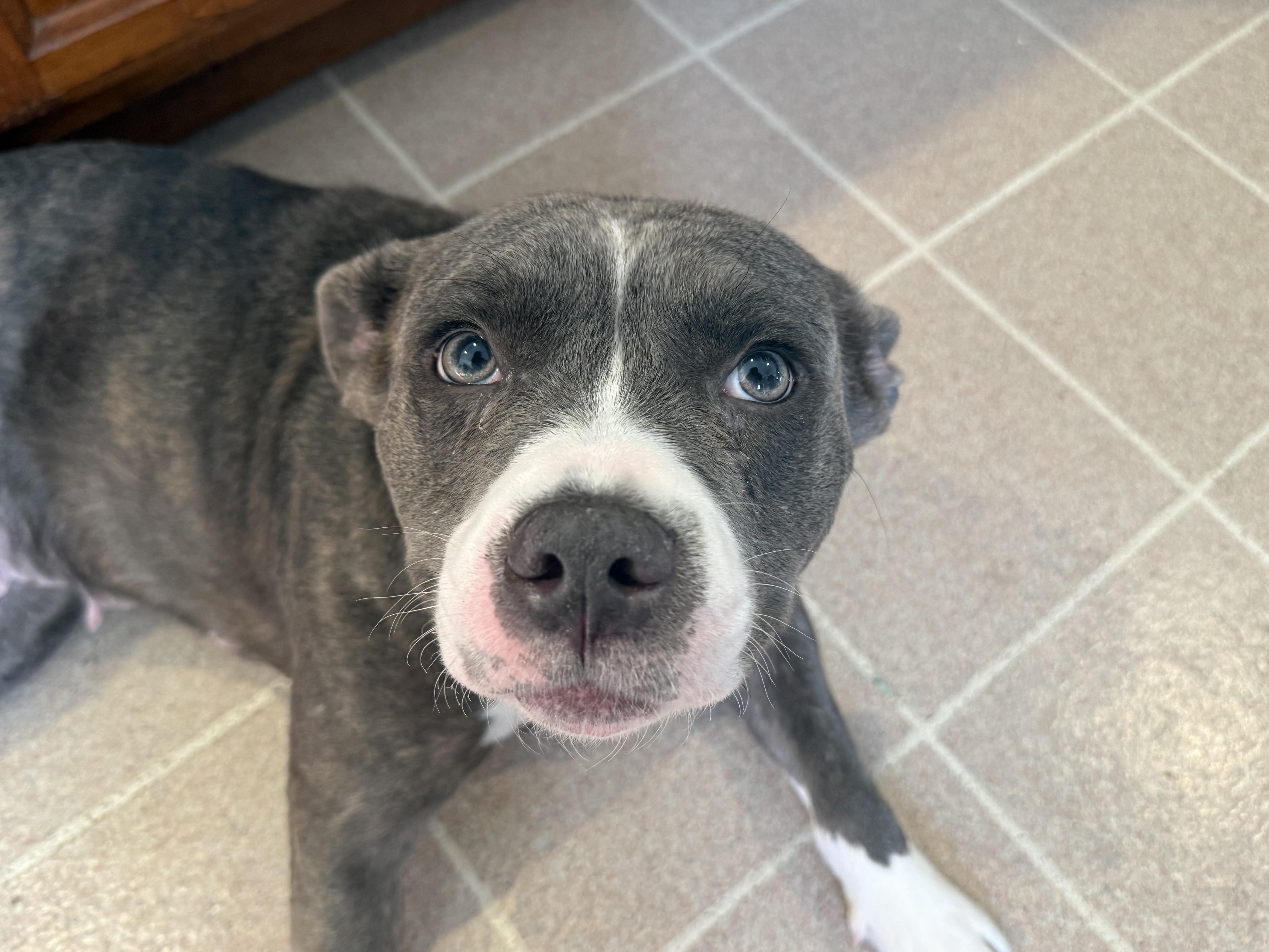 Rocky, an adoptable Mixed Breed in Avondale, PA image 1/4