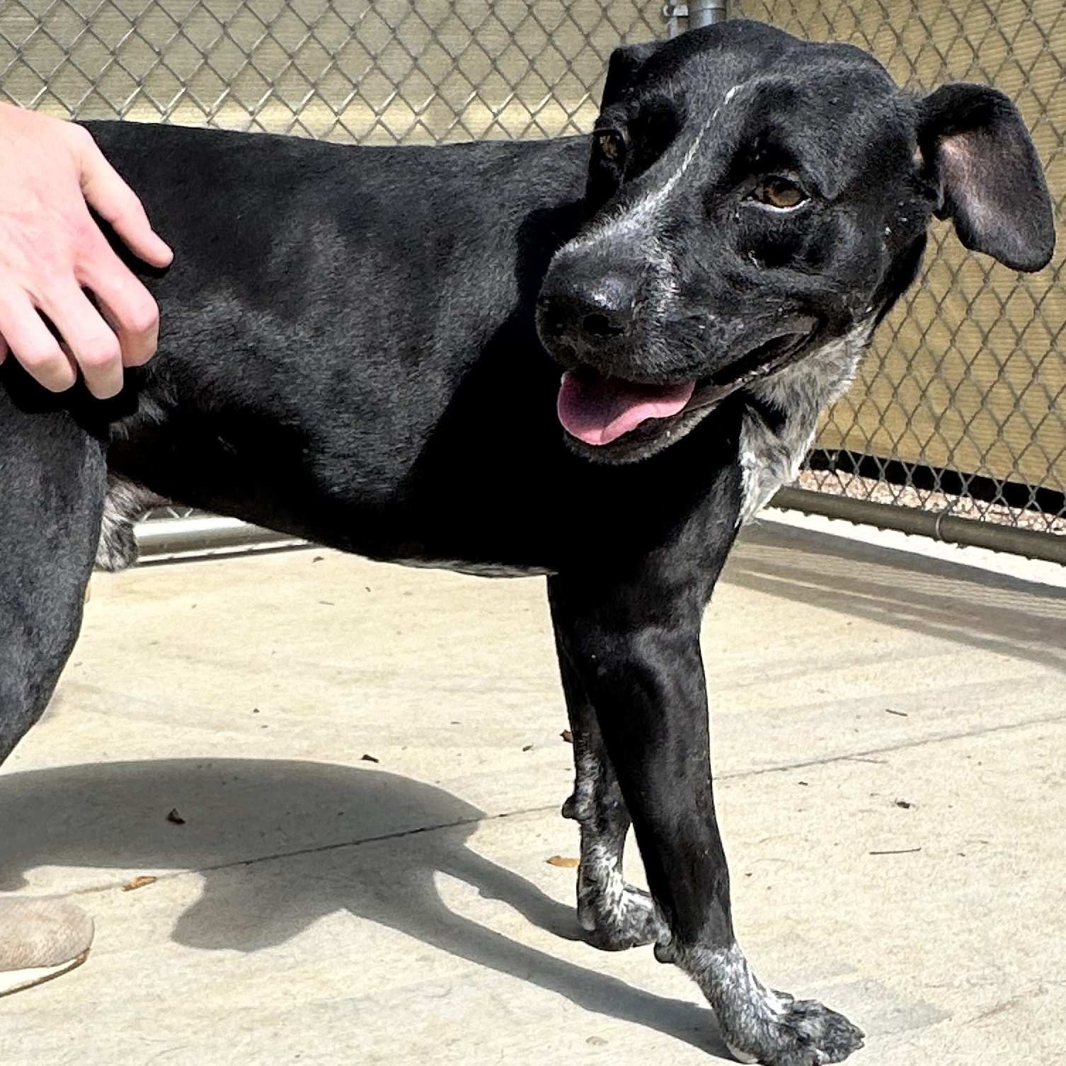 Enlarge Wren, a Adoptable mixed breed in Hot Springs, AR image 1/1