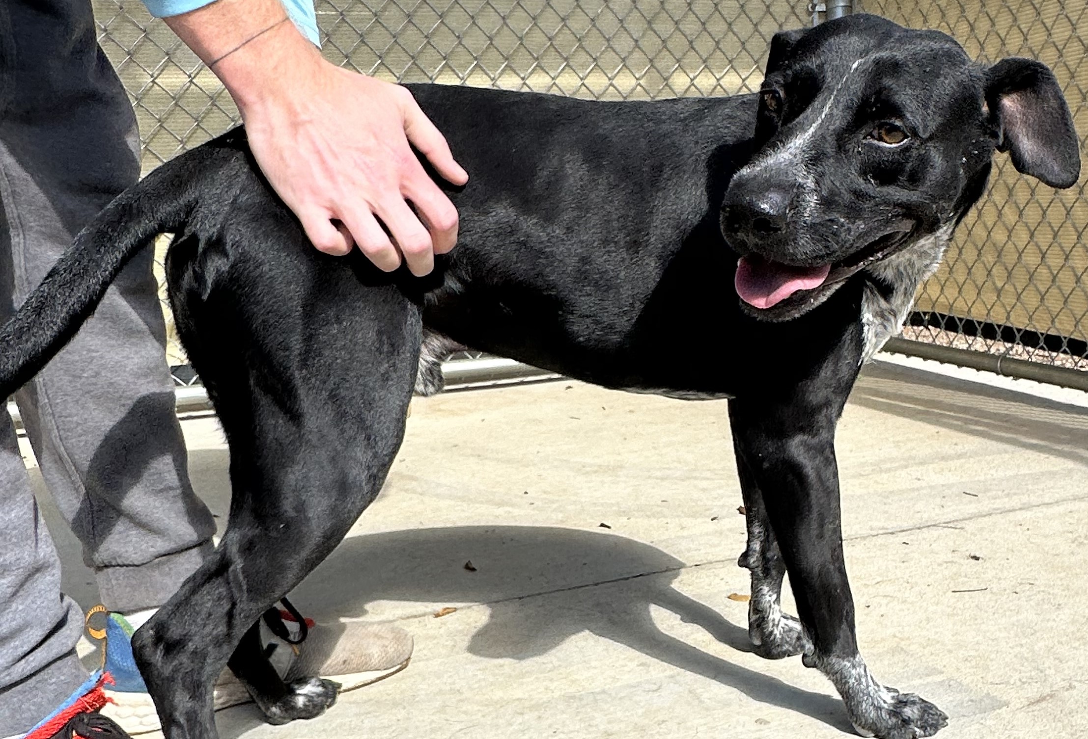 Wren, an adoptable Labrador Retriever Mix in Hot Springs, AR_image-1