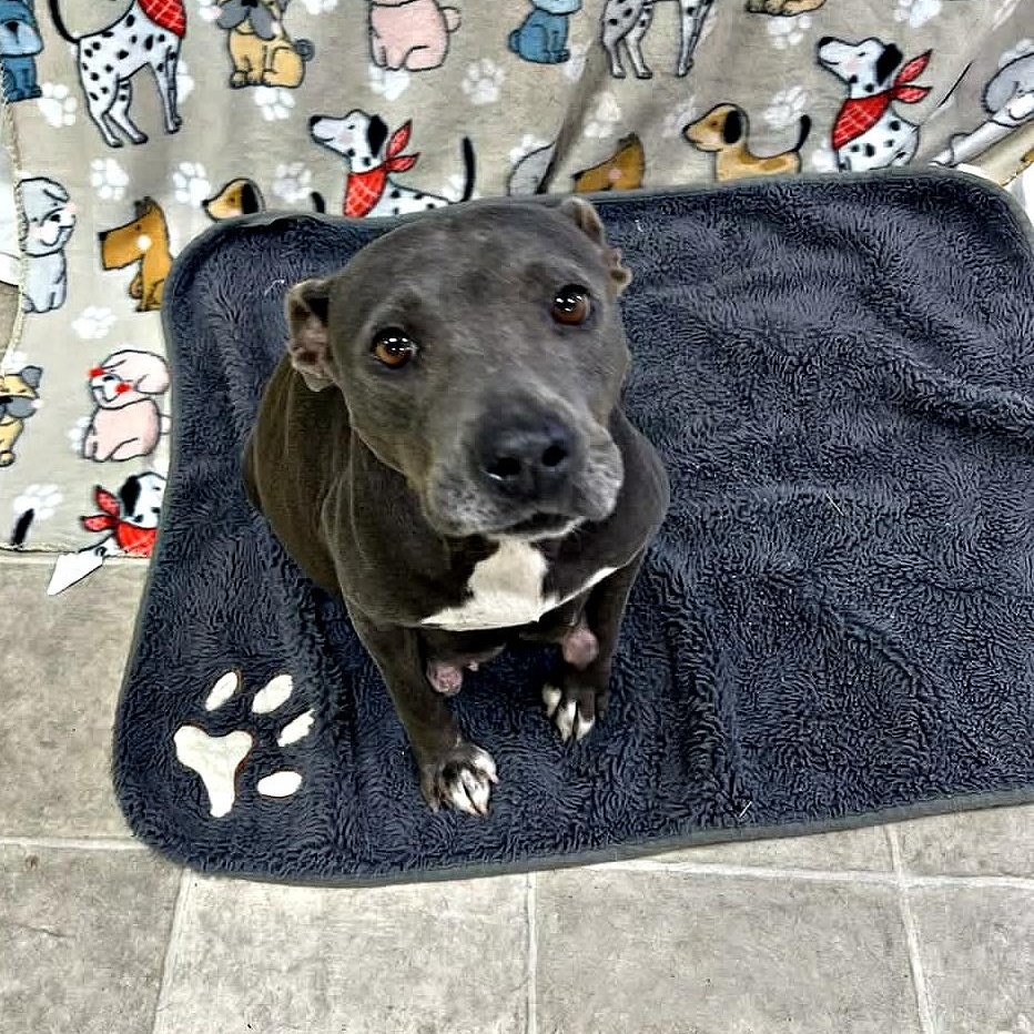 Enlarge Just Jane, a ADOPTABLE Staffordshire Bull Terrier in Reston, VA image 3/4