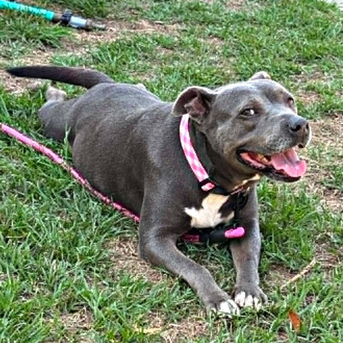 Enlarge Just Jane, a ADOPTABLE Staffordshire Bull Terrier in Reston, VA image 1/4