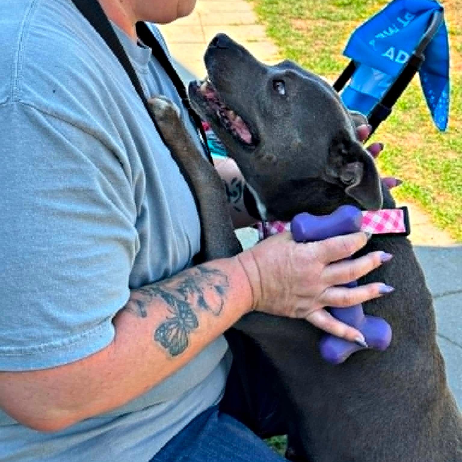 Enlarge Just Jane, a ADOPTABLE Staffordshire Bull Terrier in Reston, VA image 2/4